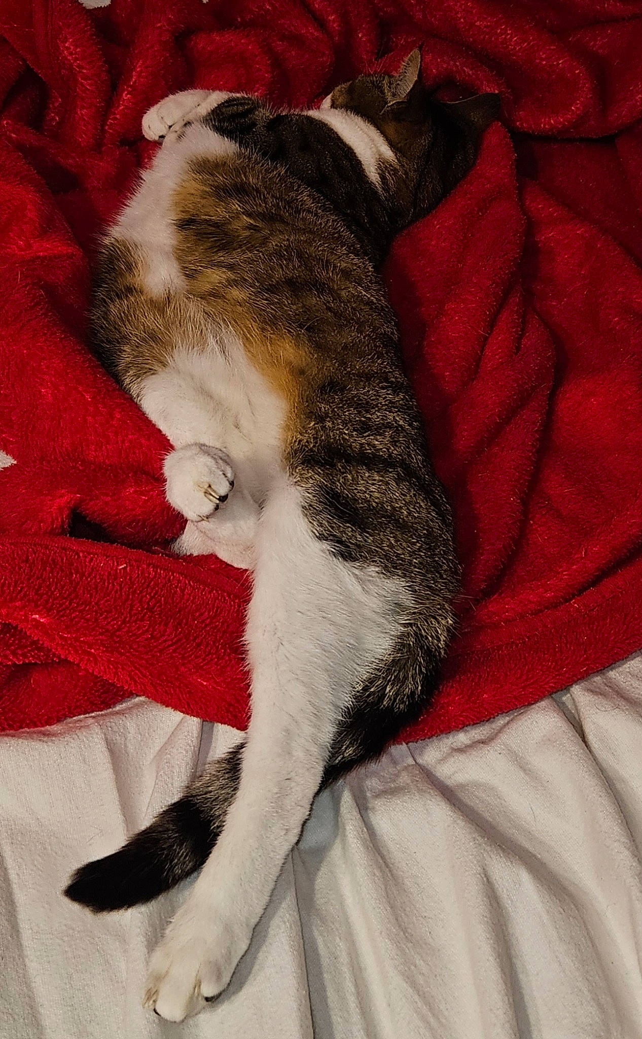 Caramel a rejoint le concours — aidez-le/la à gagner de superbes lots ! canidae, carmine, carnivore, cat, claw, comfort, companion_dog, dog_breed, domestic_short_haired_cat, felidae, fur, grey, human_leg, lap, linens, paw, remote_control, small_to_medium_sized_cats, tail, whiskers