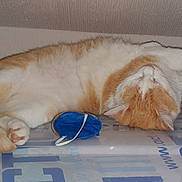 Fifille participe au concours pour gagner de l'argent avec cette photo : animal, cat, cozy, cute, domestic_cat, feline, fur, indoor, lying_down, orange_cat, paw, pet, pink_paw_pads, plastic_container, relaxed, resting, sleeping, toy, whiskers, white_cat