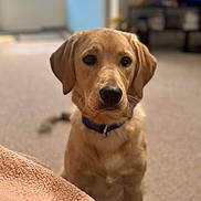 Simba is registered to the contest to win money with this photo: dog, puppy, golden_retriever, indoor, carpet, blanket, collar, pet, animal, cute, fur, brown, young, sitting, looking, house, cozy, domestic, face, ears