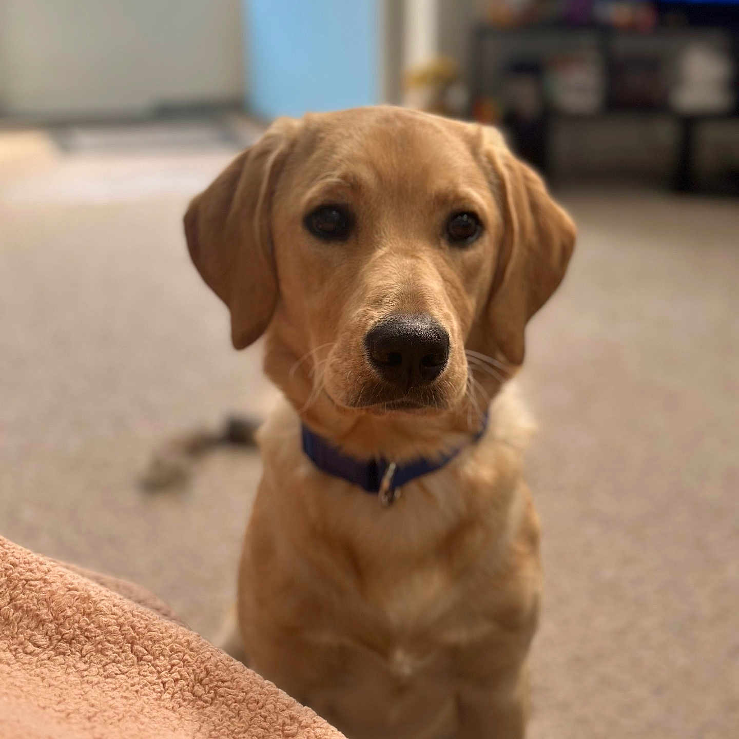Simba is registered to the contest to win money with this photo: animal, blanket, brown, carpet, collar, cozy, cute, dog, domestic, ears, face, fur, golden_retriever, house, indoor, looking, pet, puppy, sitting, young