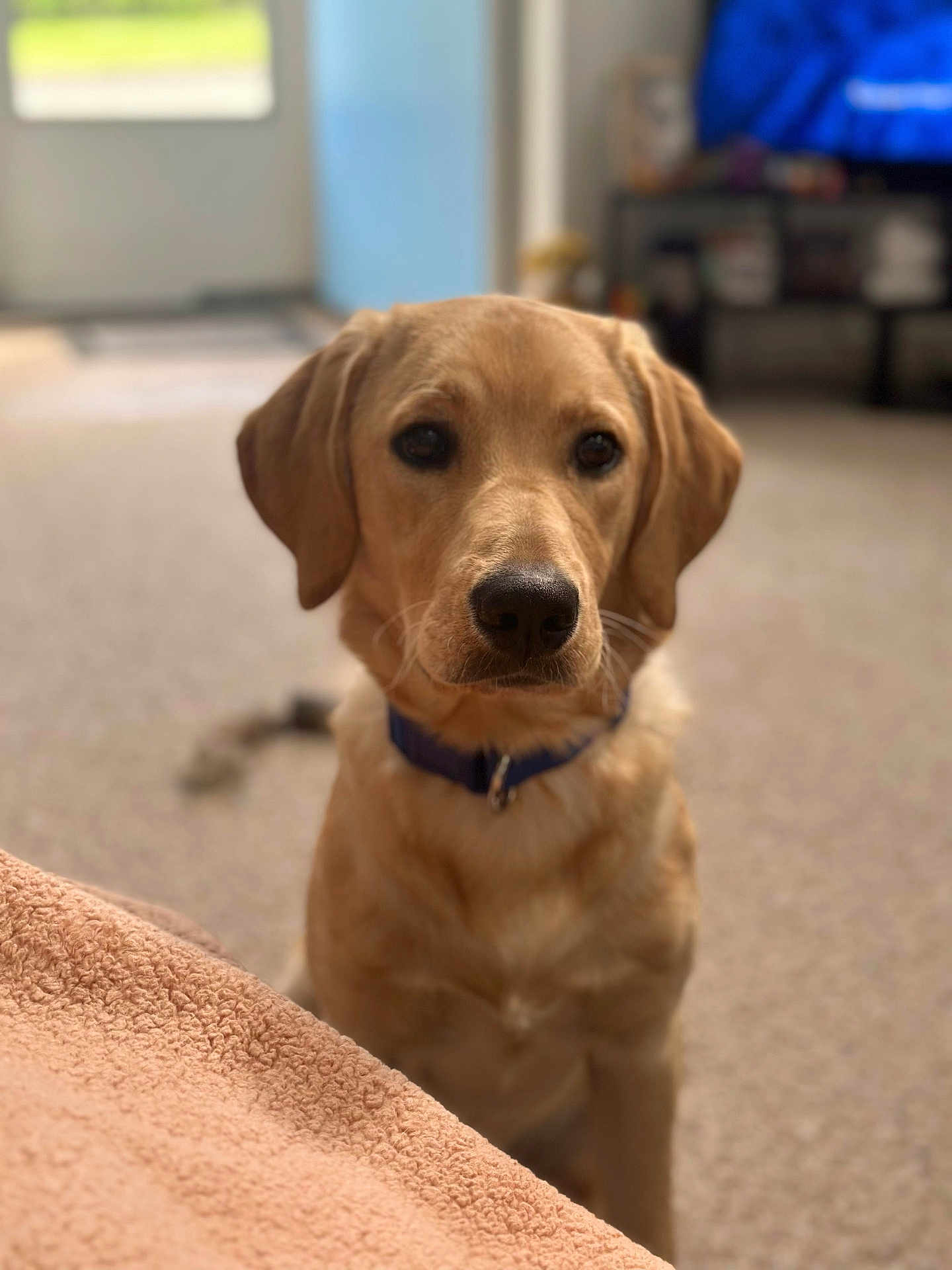 Simba