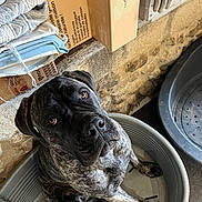 Tayka a rejoint le concours — aidez-le/la à gagner de superbes lots ! dog, brindle, indoor, plastic_tub, stone_wall, blankets, cardboard_boxes, gloves, pet, looking_up, large_dog, floor, container, resting, curious, domestic_animal, animal, household, cozy, portrait