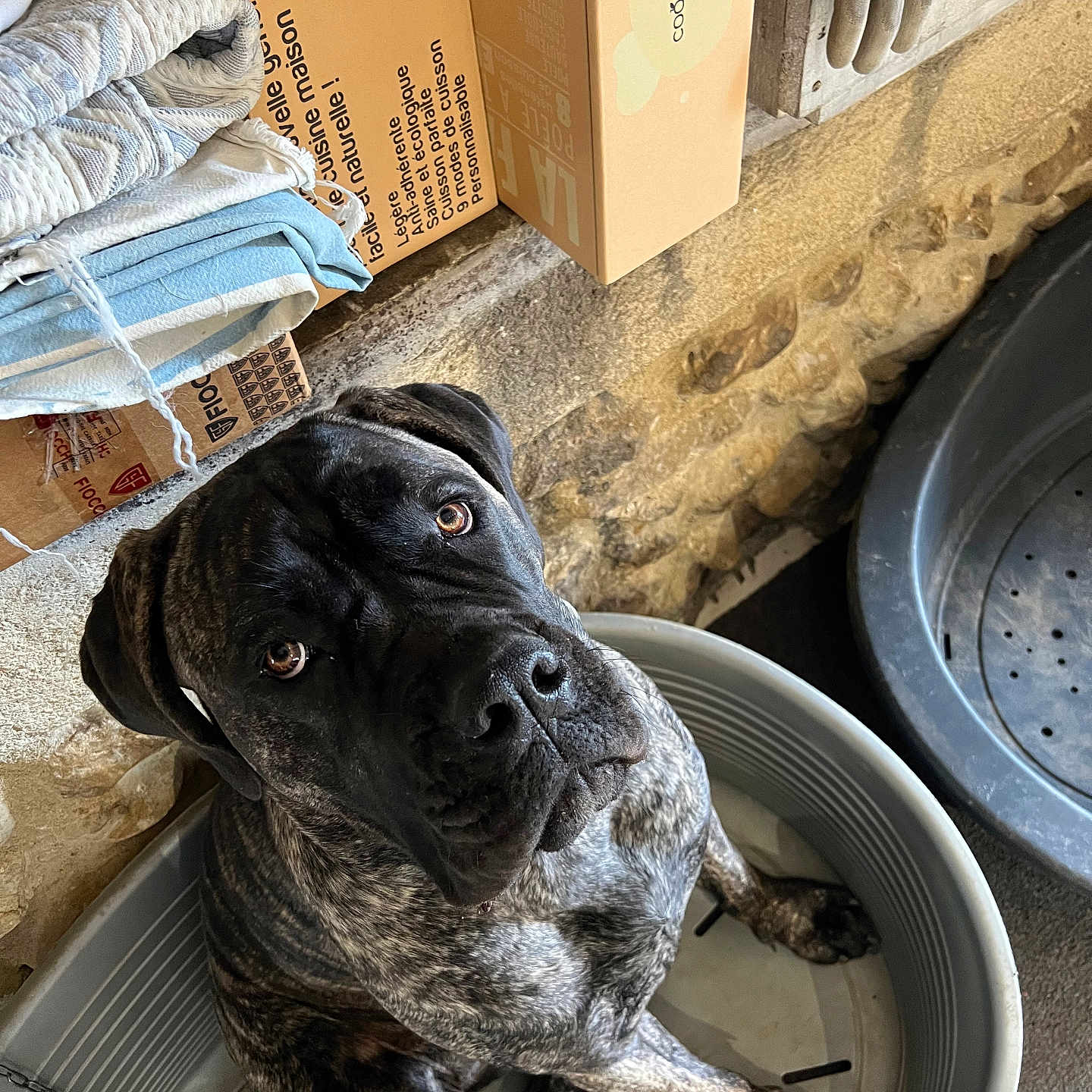 Tayka a rejoint le concours — aidez-le/la à gagner de superbes lots ! dog, brindle, indoor, plastic_tub, stone_wall, blankets, cardboard_boxes, gloves, pet, looking_up, large_dog, floor, container, resting, curious, domestic_animal, animal, household, cozy, portrait