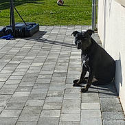 Ruby participe au concours pour gagner de l'argent avec cette photo : animal, ball, bulldog, canine, device, dog, flagstone, football, grass, lawn, lawnmower, path, pet, plant, sidewalk, slate, soccer, soccerball, sport, walkway