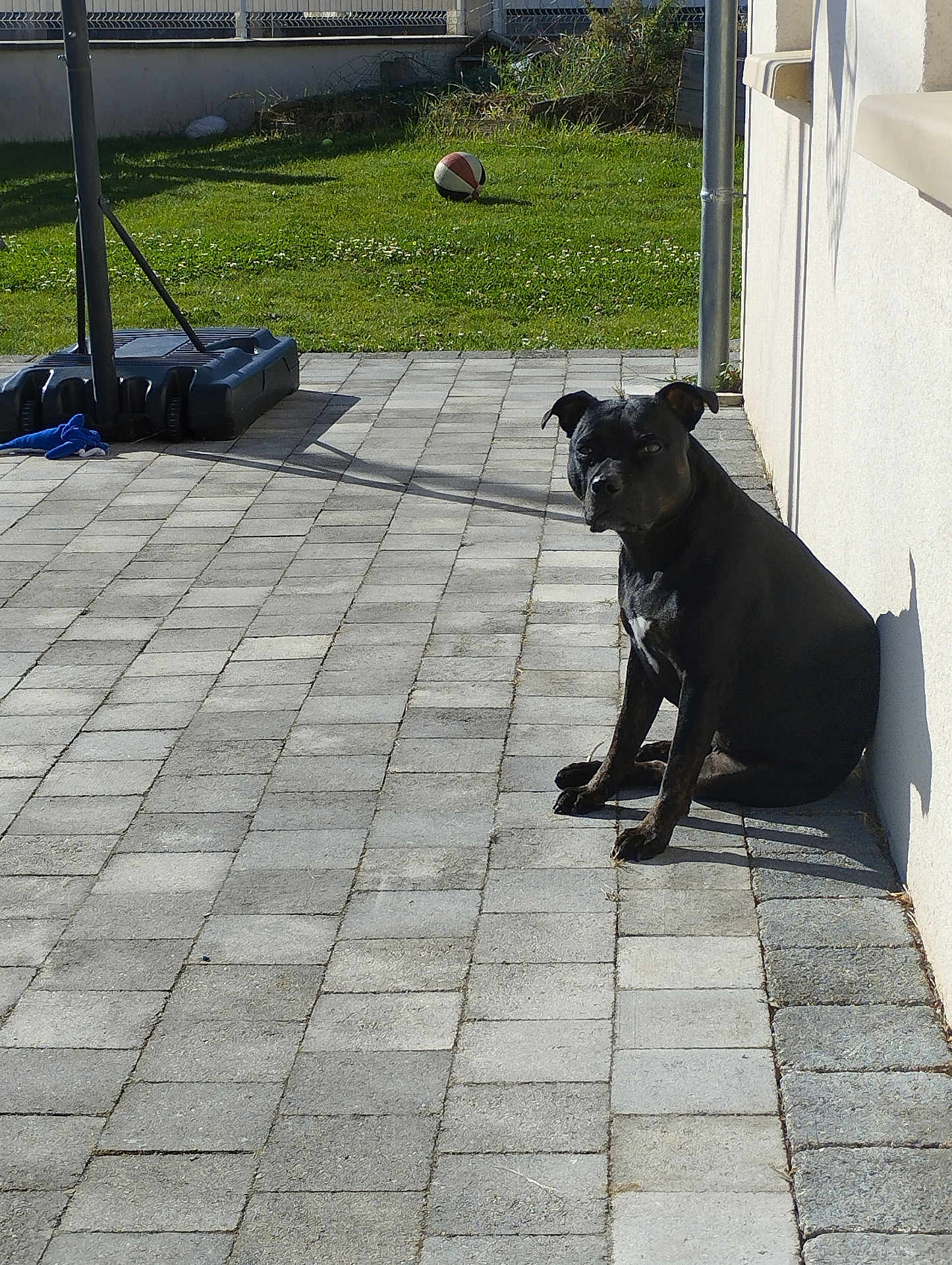 Ruby participe au concours pour gagner de l'argent avec cette photo : animal, ball, bulldog, canine, device, dog, flagstone, football, grass, lawn, lawnmower, path, pet, plant, sidewalk, slate, soccer, soccerball, sport, walkway