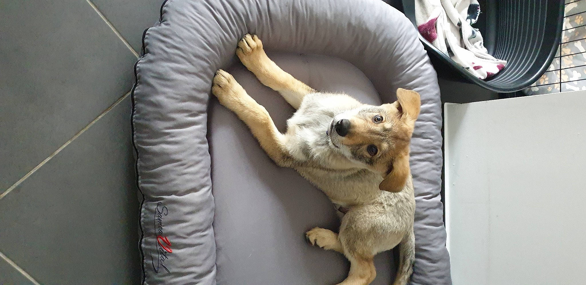 Riagan participe au concours pour gagner de l'argent avec cette photo : art, carnivore, cat_bed, comfort, companion_dog, couch, dog, dog_breed, fawn, felidae, fur, gesture, linens, paw, room, small_to_medium_sized_cats, sporting_group, tail, vertebrate, whiskers