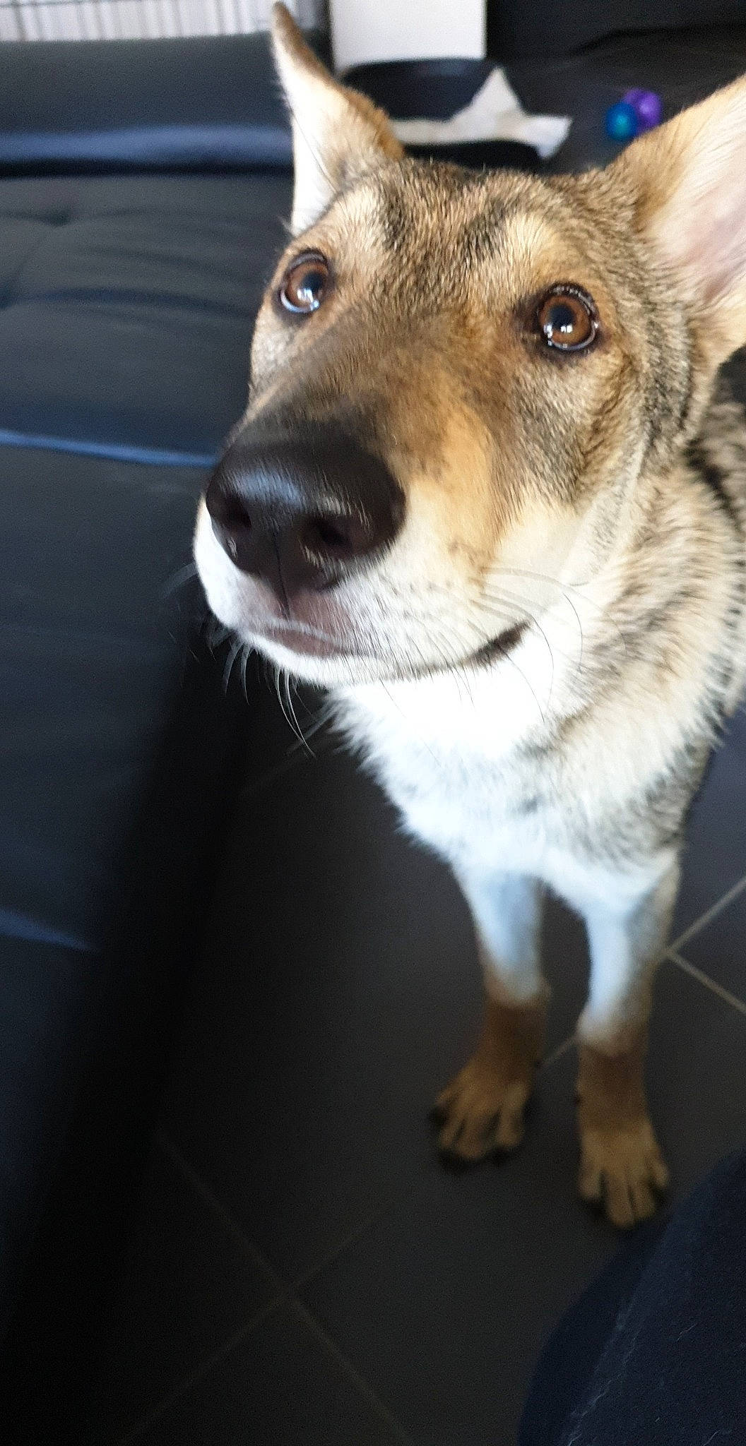 Riagan a rejoint le concours — aidez-le/la à gagner de superbes lots ! ancient_dog_breeds, canidae, canis, carnivore, companion_dog, dog, dog_breed, fawn, fur, siberian_husky, sled_dog, snout, sporting_group, terrestrial_animal, whiskers, wildlife, working_animal, working_dog