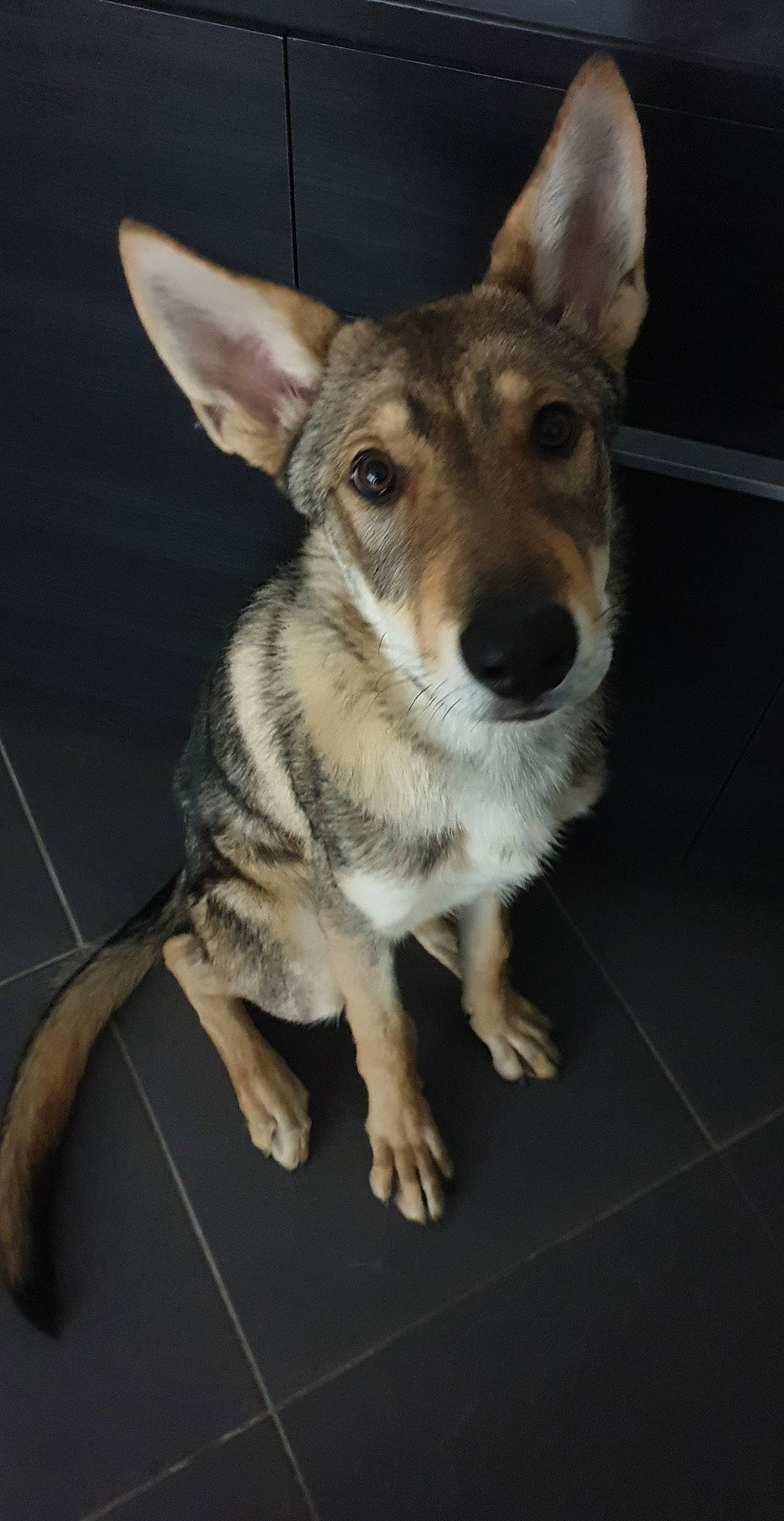 Riagan a rejoint le concours — aidez-le/la à gagner de superbes lots ! bored, carnivore, collar, companion_dog, dog, dog_breed, flooring, fur, head, herding_dog, snout, sporting_group, terrestrial_animal, whiskers, working_dog