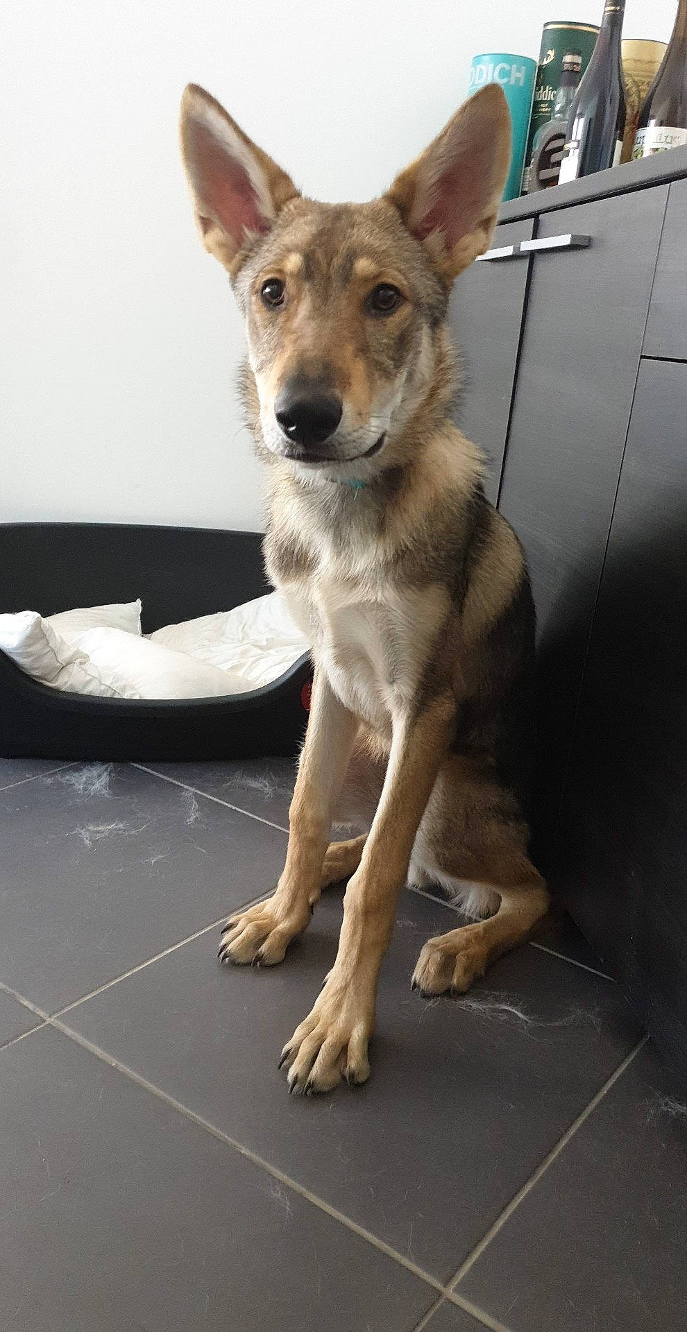 Riagan a rejoint le concours — aidez-le/la à gagner de superbes lots ! ancient_dog_breeds, canidae, canis, carnivore, collar, companion_dog, dog, dog_breed, dog_supply, fawn, flooring, foot, fur, snout, sporting_group, street_dog, terrestrial_animal, wood, working_animal, working_dog