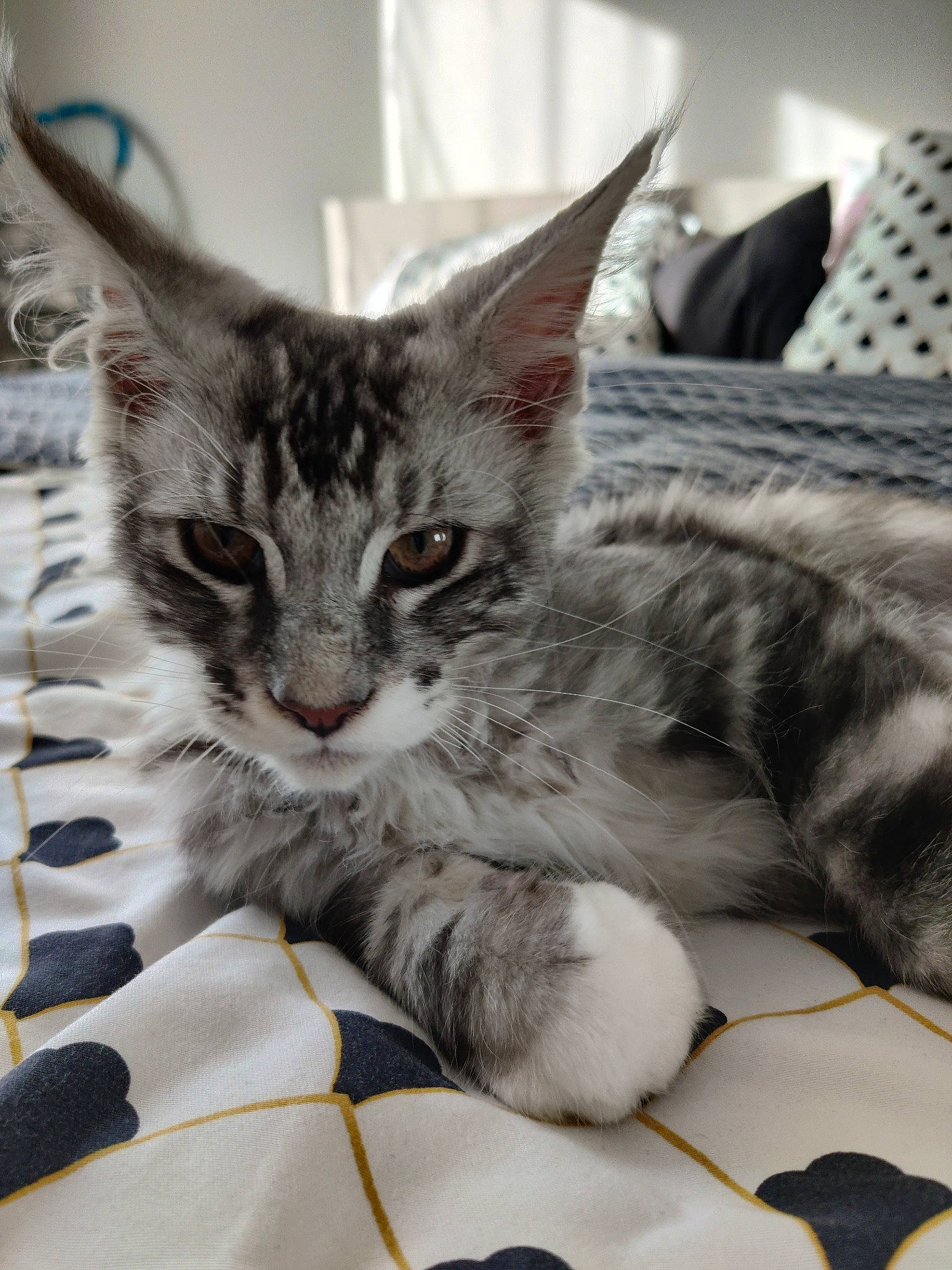 Socrate a rejoint le concours — aidez-le/la à gagner de superbes lots ! bed, carnivore, cat, claw, comfort, domestic_short_haired_cat, felidae, fur, grey, linens, paw, small_to_medium_sized_cats, tail, whiskers