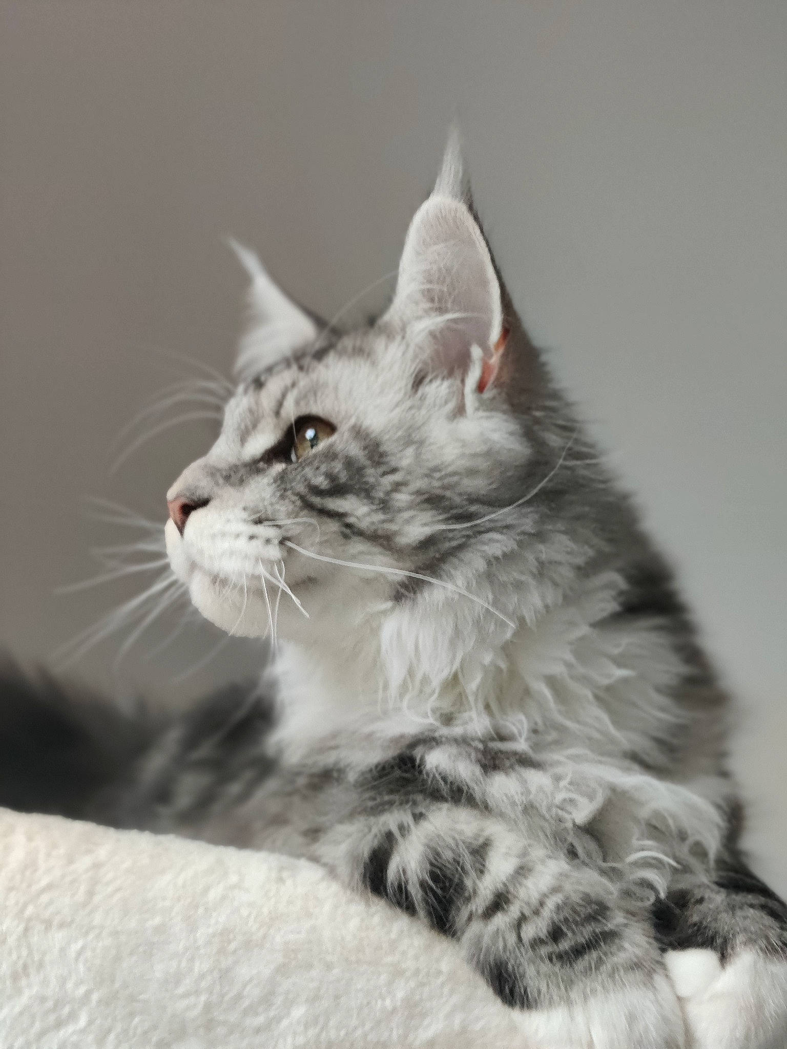 Socrate participe au concours pour gagner de l'argent avec cette photo : carnivore, cat, claw, comfort, domestic_short_haired_cat, felidae, fur, maine_coon, monochrome, monochrome_photography, paw, small_to_medium_sized_cats, snout, tail, terrestrial_animal, whiskers