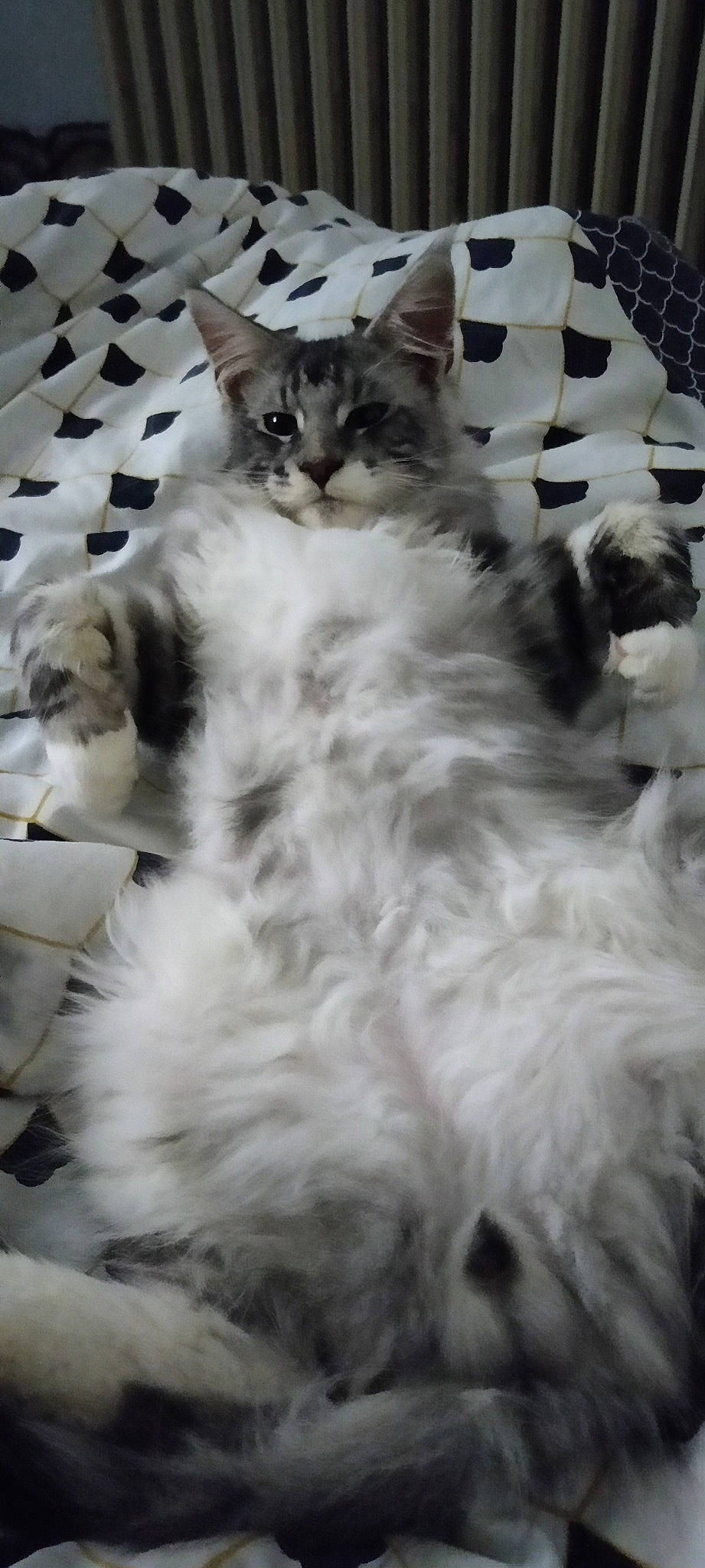 Socrate a rejoint le concours — aidez-le/la à gagner de superbes lots ! art, british_longhair, carnivore, cat, claw, comfort, felidae, fur, monochrome, monochrome_photography, nap, paw, ragdoll, selkirk_rex, sleep, small_to_medium_sized_cats, snout, tail, terrestrial_animal, whiskers