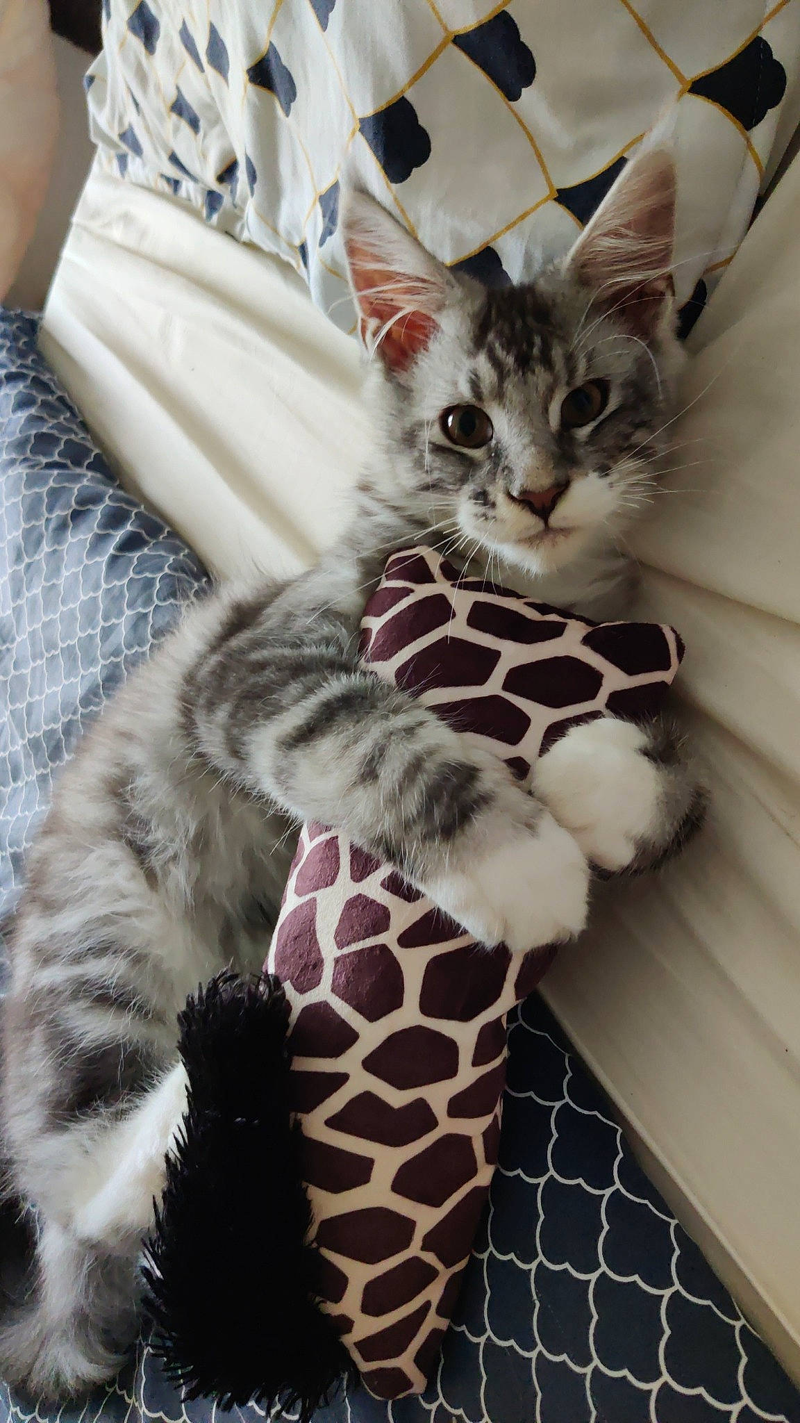 Socrate participe au concours pour gagner de l'argent avec cette photo : carnivore, cat, claw, comfort, domestic_short_haired_cat, felidae, foot, fur, pattern, paw, photography, sleeve, small_to_medium_sized_cats, snout, terrestrial_animal, whiskers, white