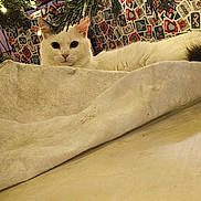 Rajah participe au concours pour gagner de l'argent avec cette photo : cat, white_cat, christmas_tree, tree_skirt, holiday, presents, gift_wrap, floor, tile_floor, indoor, pet, curious, eyes, fur, whiskers, decorations, lights, festive, animal, home