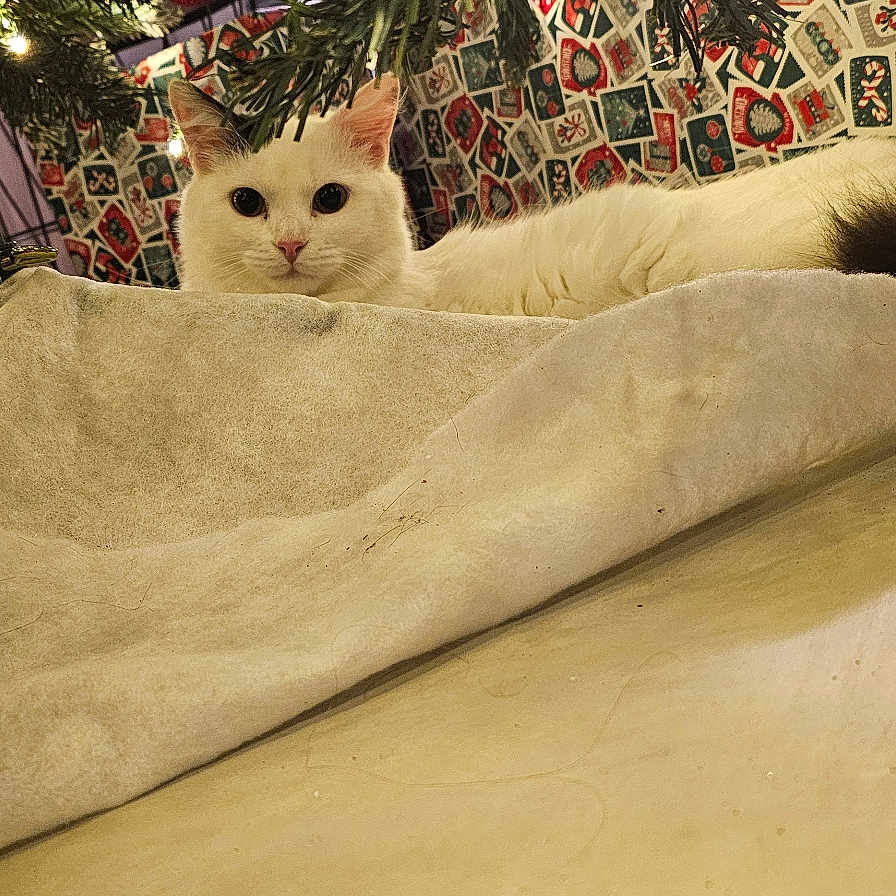 Rajah participe au concours pour gagner de l'argent avec cette photo : animal, cat, christmas_tree, curious, decorations, eyes, festive, floor, fur, gift_wrap, holiday, home, indoor, lights, pet, presents, tile_floor, tree_skirt, whiskers, white_cat