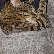 Gucci participe au concours pour gagner de l'argent avec cette photo : cat, tabby, sleeping, cozy, gray_fabric, blanket, fur, striped, nap, pet, animal, closeup, resting, cute, domestic_cat, whiskers, ears, soft, comfort, indoor