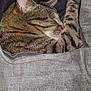 cat, tabby, sleeping, cozy, gray_fabric, blanket, fur, striped, nap, pet, animal, closeup, resting, cute, domestic_cat, whiskers, ears, soft, comfort, indoor