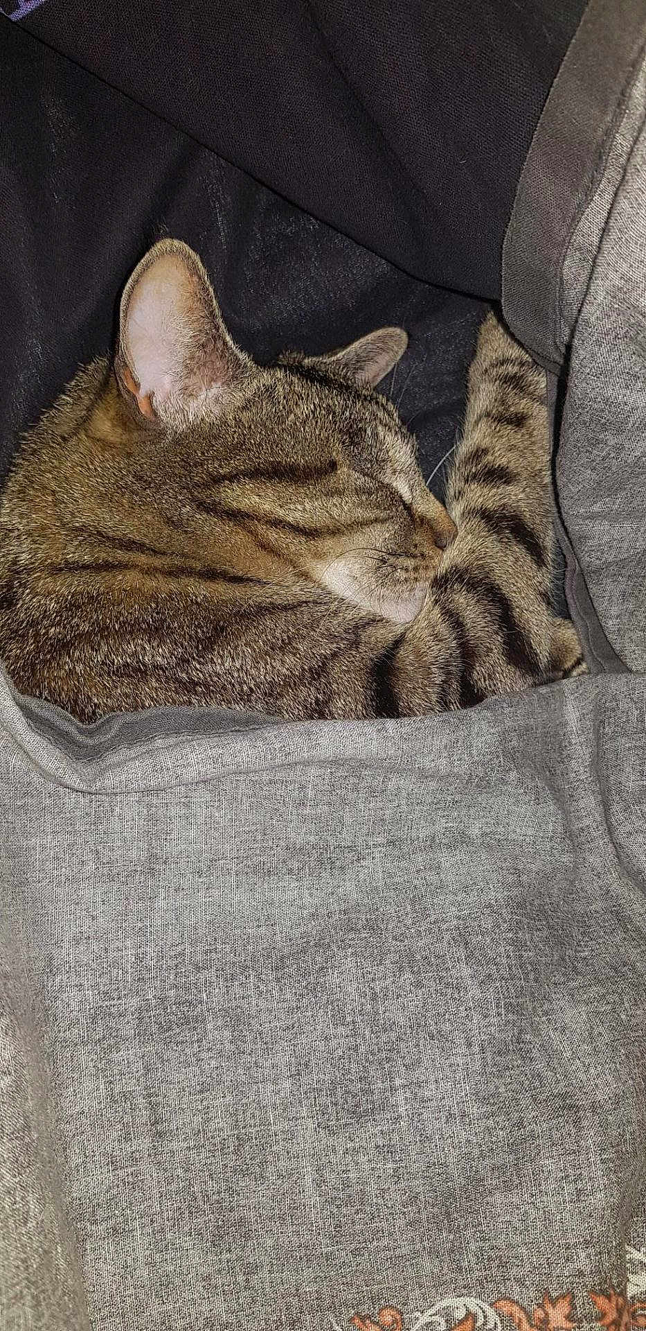 Gucci participe au concours pour gagner de l'argent avec cette photo : cat, tabby, sleeping, cozy, gray_fabric, blanket, fur, striped, nap, pet, animal, closeup, resting, cute, domestic_cat, whiskers, ears, soft, comfort, indoor