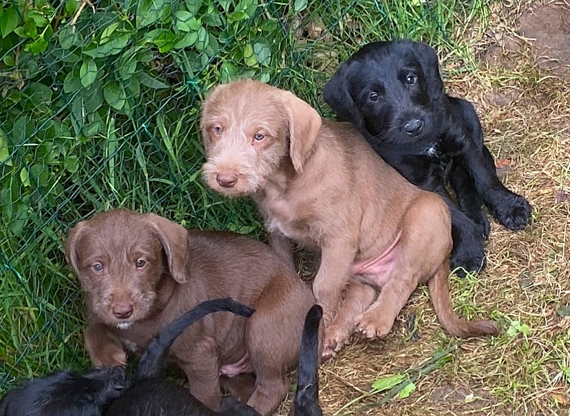 Bear is registered to the contest to win money with this photo: borador, canidae, carnivore, companion_dog, dog, dog_breed, dog_collar, fawn, grass, gun_dog, hunting_dog, labrador_retriever, liver, plant, pointing_breed, retriever, snout, sporting_group, terrestrial_animal, working_animal