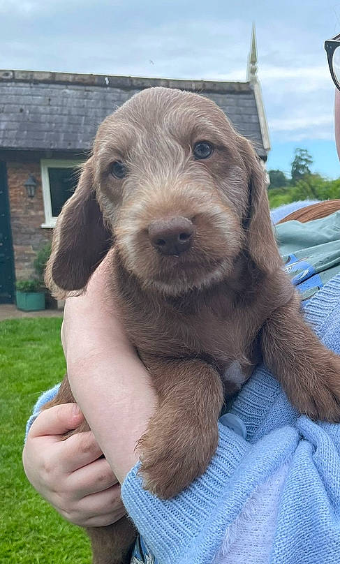 Bear is registered to the contest to win money with this photo: canidae, carnivore, cloud, companion_dog, dog, dog_breed, fur, grass, gun_dog, hunting_dog, liver, sky, smile, snout, sporting_group, terrestrial_animal, whiskers, window, working_animal, wrinkle