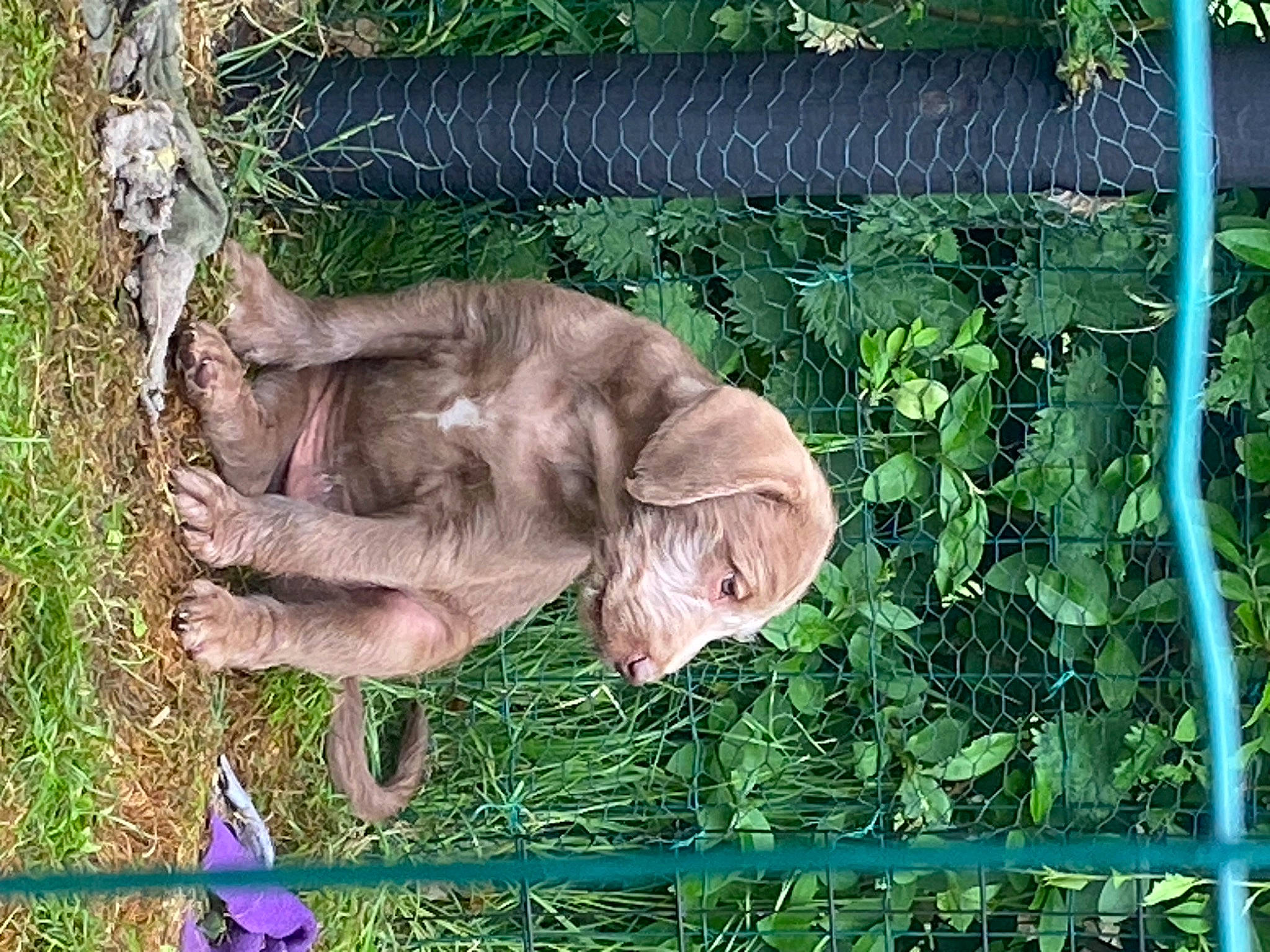 Bear joined the competition — help win amazing prizes! fawn, felidae, fur, gesture, grass, grass_family, groundcover, herb, liver, organism, plant, tail, terrestrial_animal, terrestrial_plant, wildlife, working_animal, wrinkle