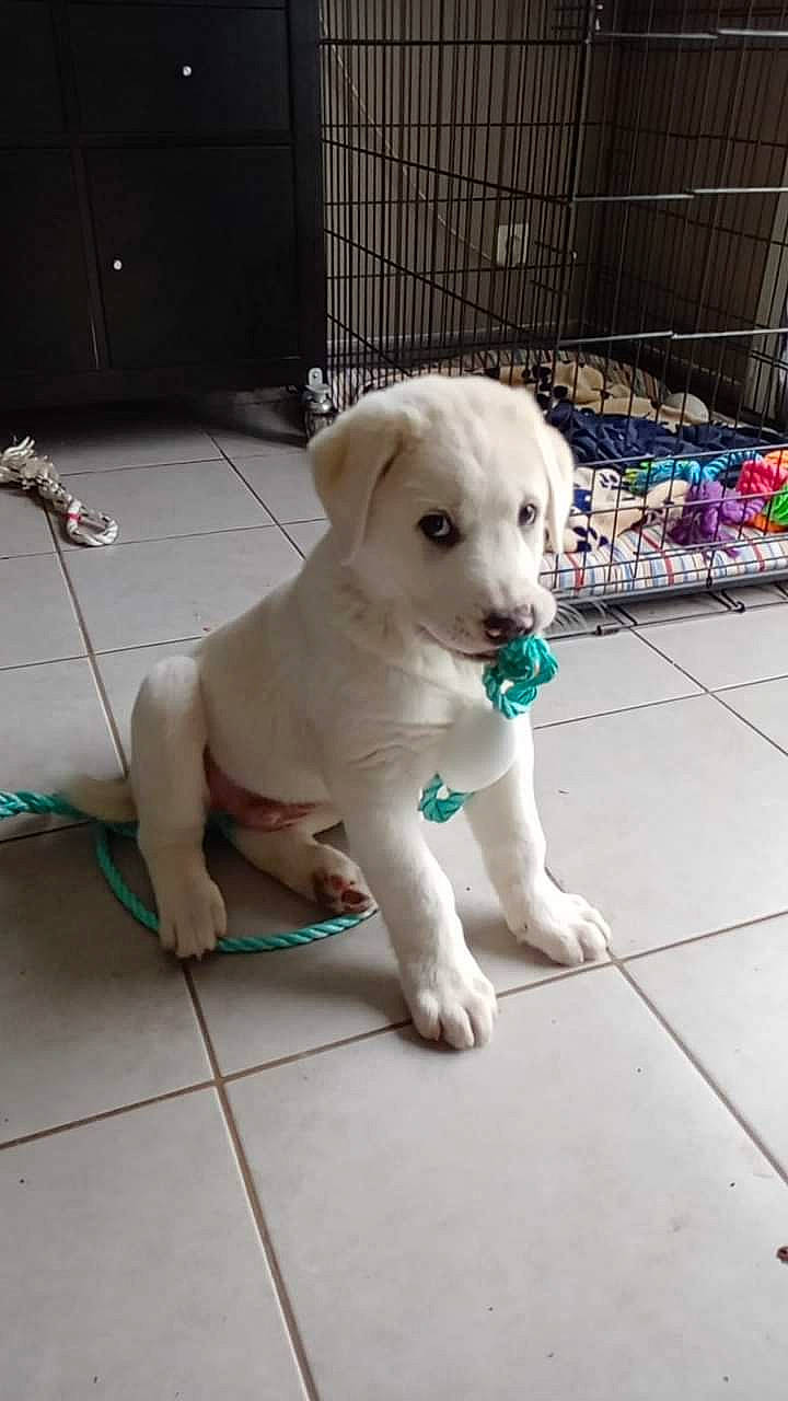 Arkhan participe au concours pour gagner de l'argent avec cette photo : canidae, carnivore, collar, companion_dog, dog, dog_breed, dog_supply, fawn, floor, flooring, fur, non_sporting_group, paw, pet_supply, snout, sporting_group, tail, toy_dog, whiskers, working_animal