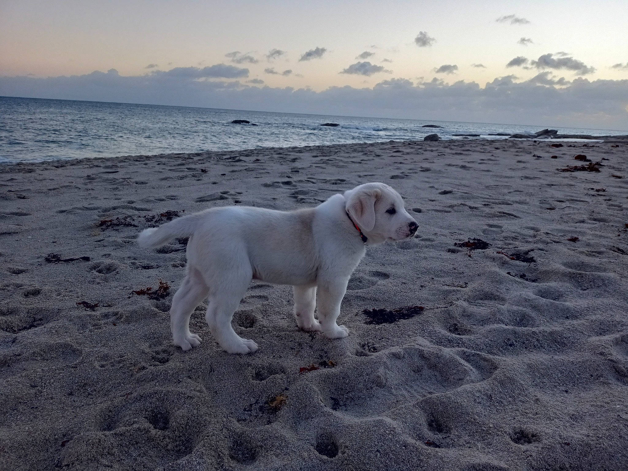 Arkhan participe au concours pour gagner de l'argent avec cette photo : beach, canidae, carnivore, cloud, coast, companion_dog, dog, dog_breed, horizon, lake, liquid, ocean, sand, shore, sky, sporting_group, tail, water, wind_wave, working_animal