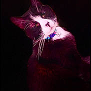 Sylvester is registered to the contest to win money with this photo: cat, black_and_white, pet, animal, collar, whiskers, portrait, face, fur, indoor, close_up, curious, dark_background, tint_effect, eyes, ears, feline, cute, mystical, domestic_animal