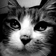 Pimkie participe au concours pour gagner de l&#x27;argent avec cette photo : animal, black_and_white, blurred_background, cat, close_up, cute, domestic_cat, ear, earring, eyes, face, feline, fur, human, indoor, muzzle, nose, pet, portrait, whiskers
