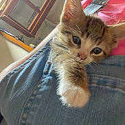 Gucci a rejoint le concours — aidez-le/la à gagner de superbes lots ! animal, cat, closeup, curious, cute, denim, feline, fur, home, indoor, kitten, mammal, paw, pet, pocket, resting, soft, whiskers, window, young