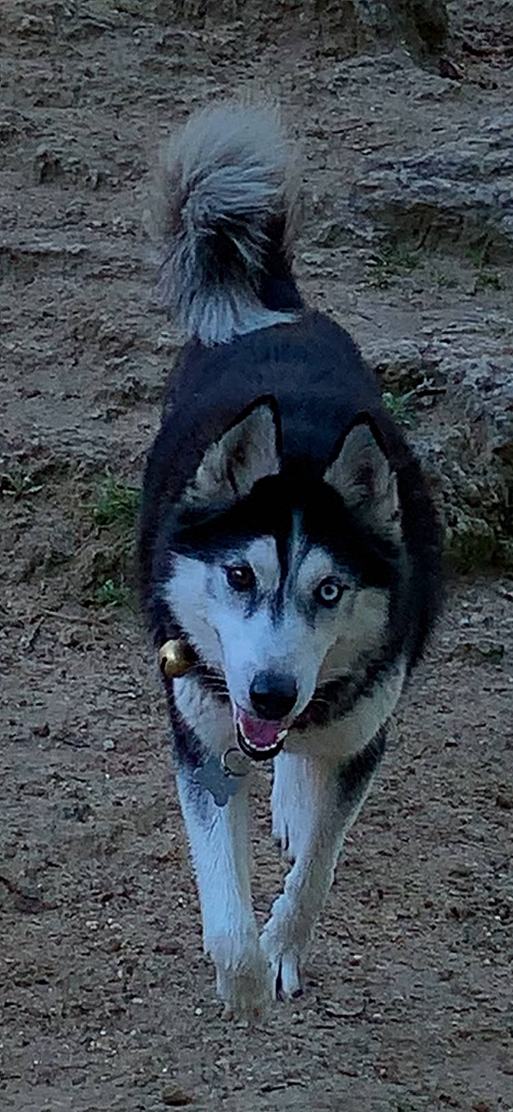 Joyce participe au concours pour gagner de l'argent avec cette photo : ancient_dog_breeds, canadian_eskimo_dog, canidae, carnivore, companion_dog, dog, dog_breed, fashion_accessory, fur, grass, sled_dog, snout, sporting_group, terrestrial_animal, wildlife, working_animal, working_dog