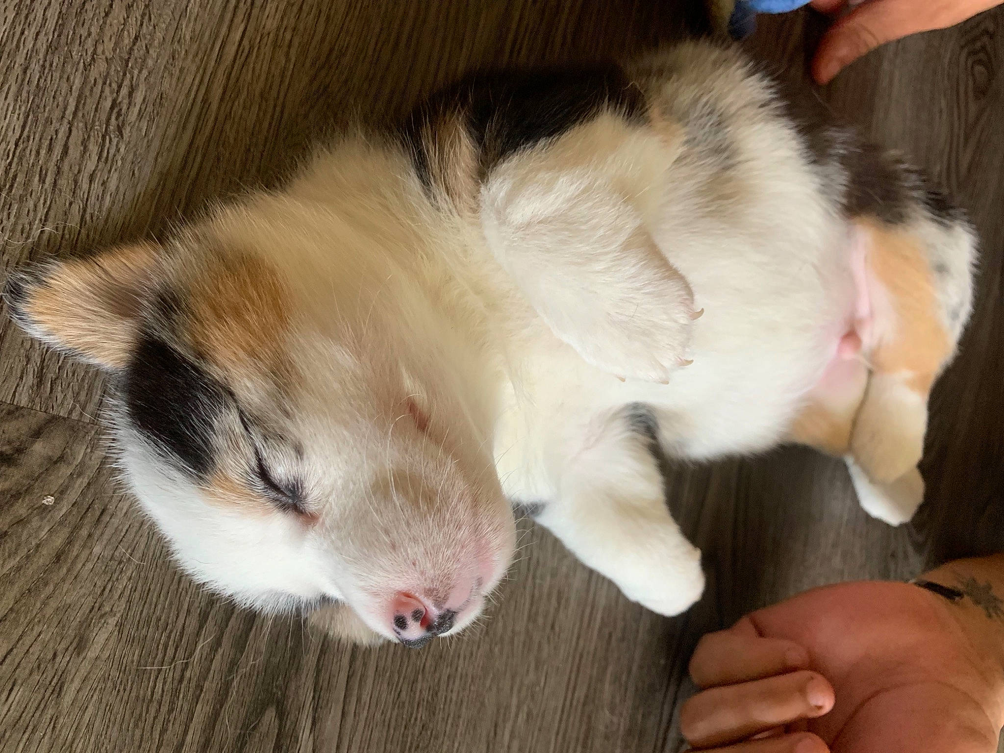 Pickles joined the competition — help win amazing prizes! carnivore, claw, comfort, companion_dog, dog_breed, domestic_short_haired_cat, ear, fawn, felidae, foot, fur, nail, paw, small_to_medium_sized_cats, snout, sporting_group, tail, terrestrial_animal, whiskers