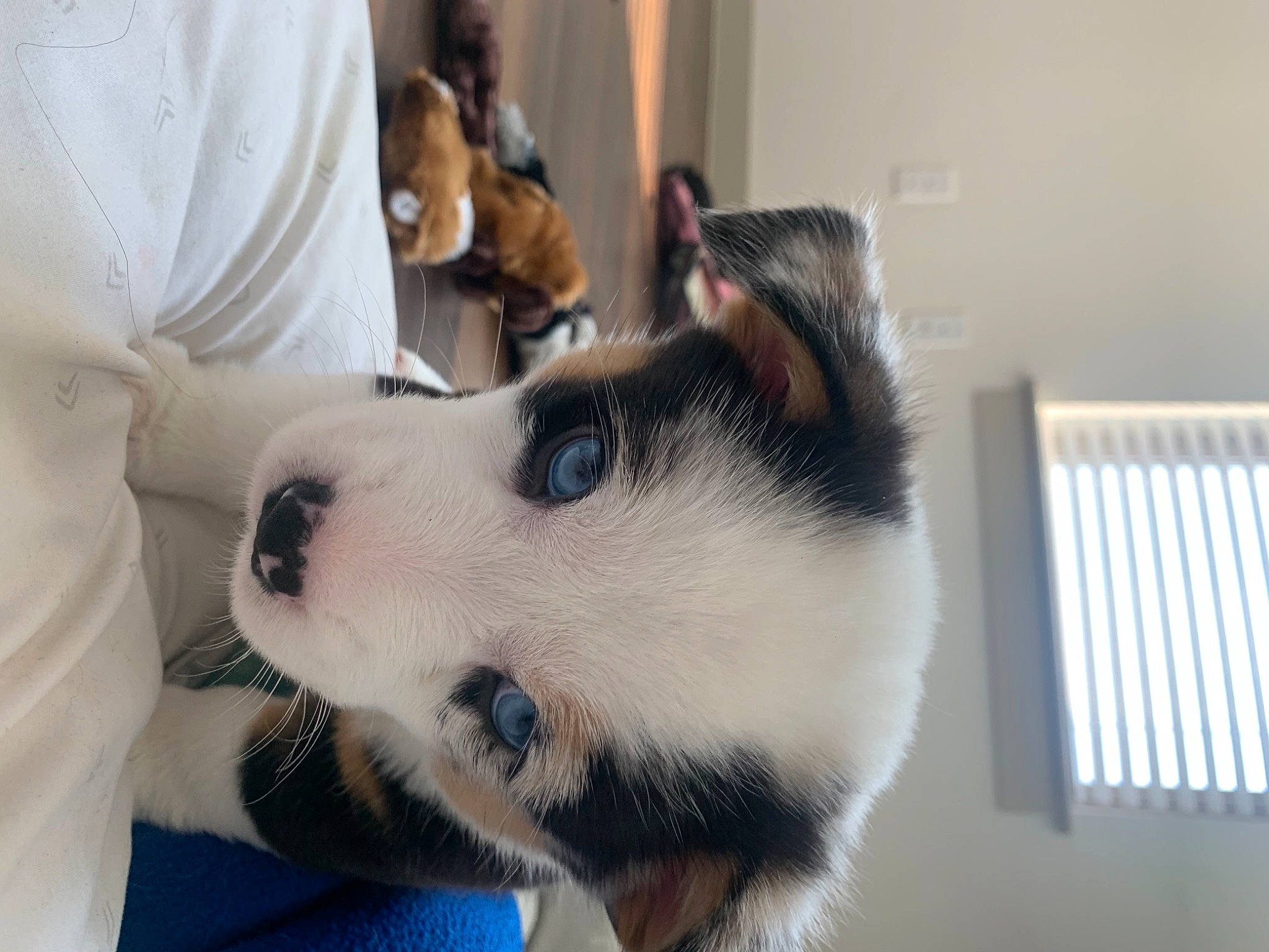 Pickles joined the competition — help win amazing prizes! carnivore, collar, companion_dog, dog, dog_breed, flooring, fur, mammal, paw, siberian_husky, sled_dog, small_to_medium_sized_cats, snout, terrestrial_animal, vertebrate, whiskers, working_animal, working_dog