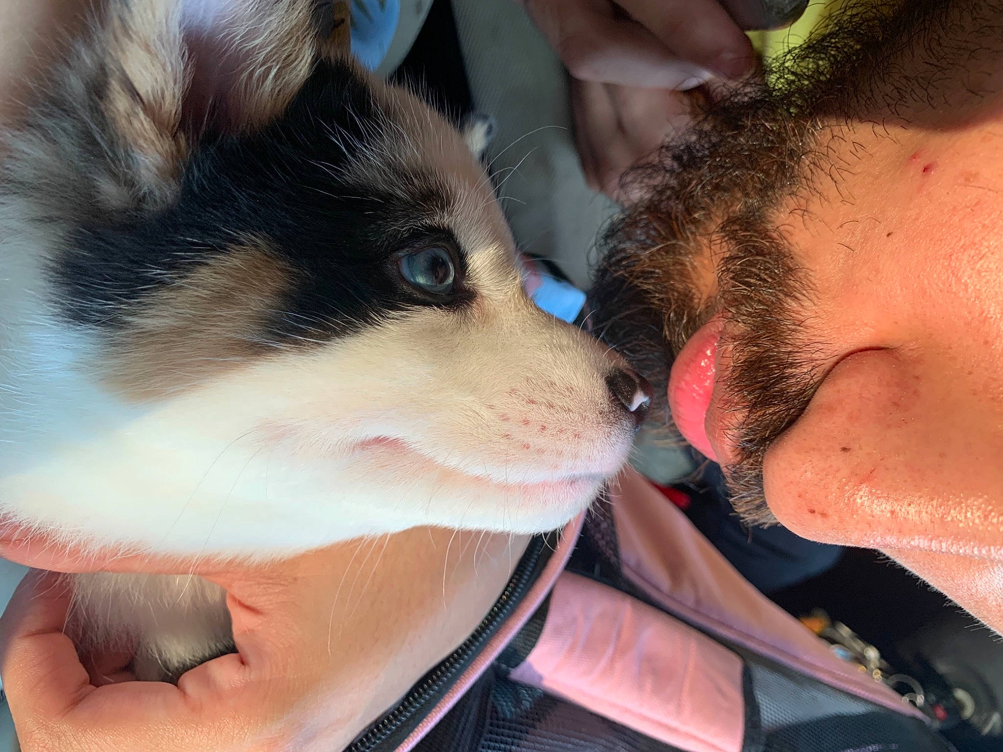 Pickles joined the competition — help win amazing prizes! carnivore, cat, companion_dog, dog_breed, domestic_short_haired_cat, eyelash, eyewear, felidae, finger, fur, gesture, hand, jaw, mammal, small_to_medium_sized_cats, sunglasses, vertebrate, whiskers