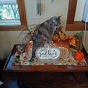 Sissy joined the competition — help win amazing prizes! cat, tabby_cat, table, pumpkin, autumn, fall_decor, sign, gather_together, window, wooden_table, leaves, wind_chimes, indoor, decorations, home, cozy, plants, orange, gray_cat, holiday_decor