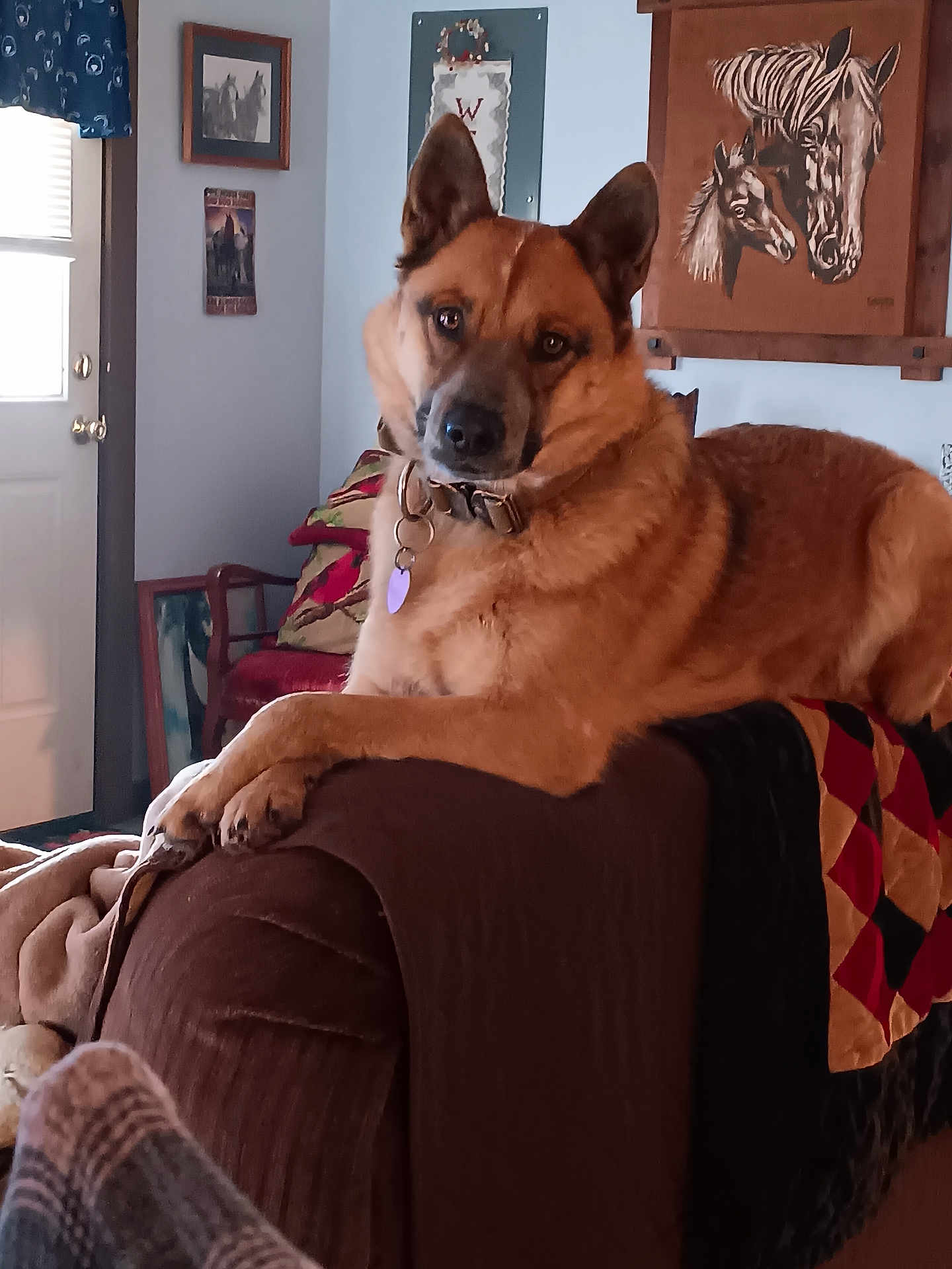 Bear joined the competition — help win amazing prizes! dog, indoor, couch, quilt, pillow, blanket, wall_art, painting, collar, pet, animal, brown_dog, living_room, furniture, door, window, decor, resting, relaxed, canine