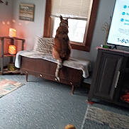 Bear joined the competition — help win amazing prizes! animal, bench, blurry, candle, carpet, cat, cozy, curtain, decor, floor, furniture, home, indoor, light, pet, room, table, television, toy, window