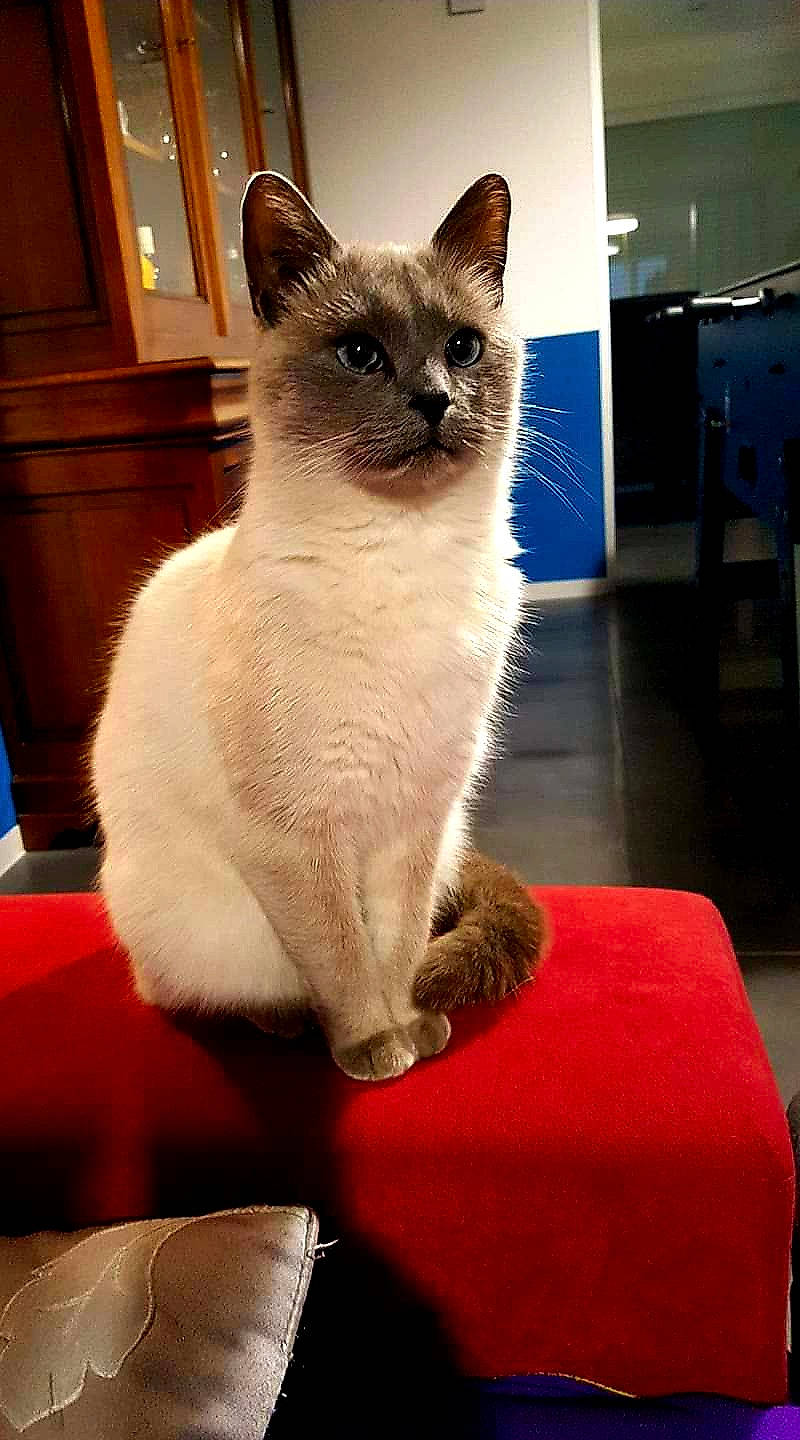 Hématite a rejoint le concours — aidez-le/la à gagner de superbes lots ! balinese, birman, carnivore, carpet, cat, comfort, domestic_short_haired_cat, door, electric_blue, fawn, felidae, flooring, fur, siamese, small_to_medium_sized_cats, snout, tail, thai, whiskers, window
