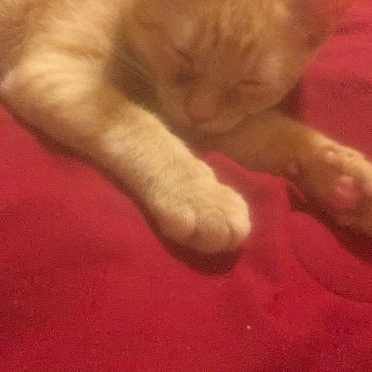 Roxas is registered to the contest to win money with this photo: burmese, carnivoran, cat, cat_like_mammal, domestic_short_haired_cat, ear, finger, kitten, nap, nose, paw, small_to_medium_sized_cats, snout, tail, vertebrate, whiskers
