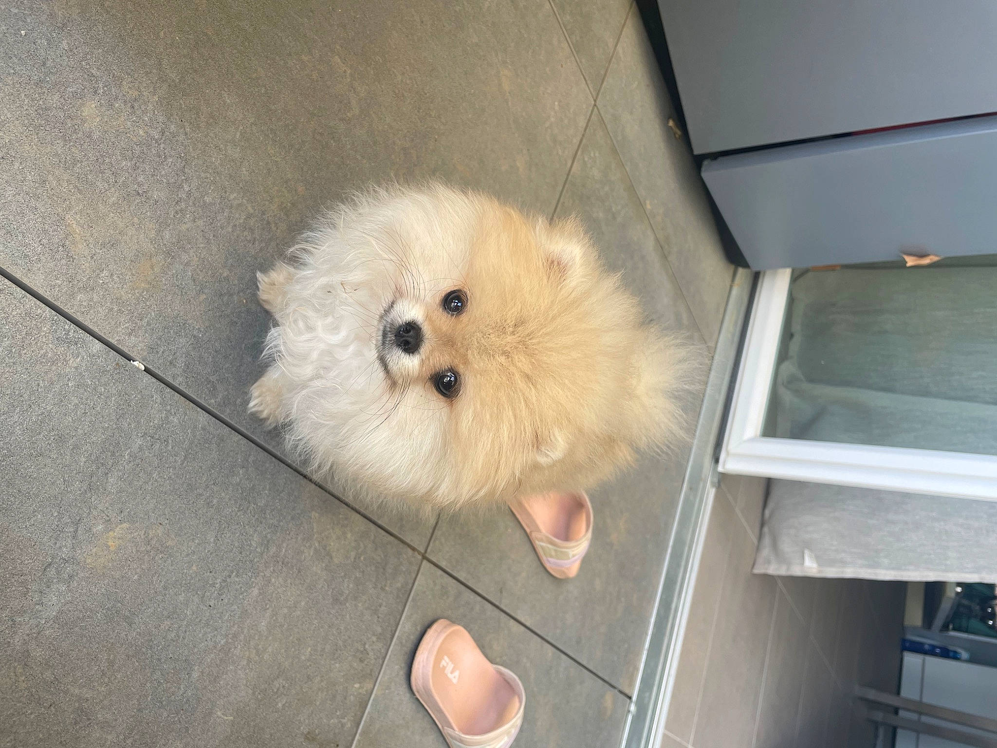 Fendi a rejoint le concours — aidez-le/la à gagner de superbes lots ! canidae, carnivore, companion_dog, dog, dog_breed, fawn, flooring, fur, hardwood, non_sporting_group, snout, spitz, sporting_group, toy_dog, volpino_italiano, whiskers, wood, working_animal