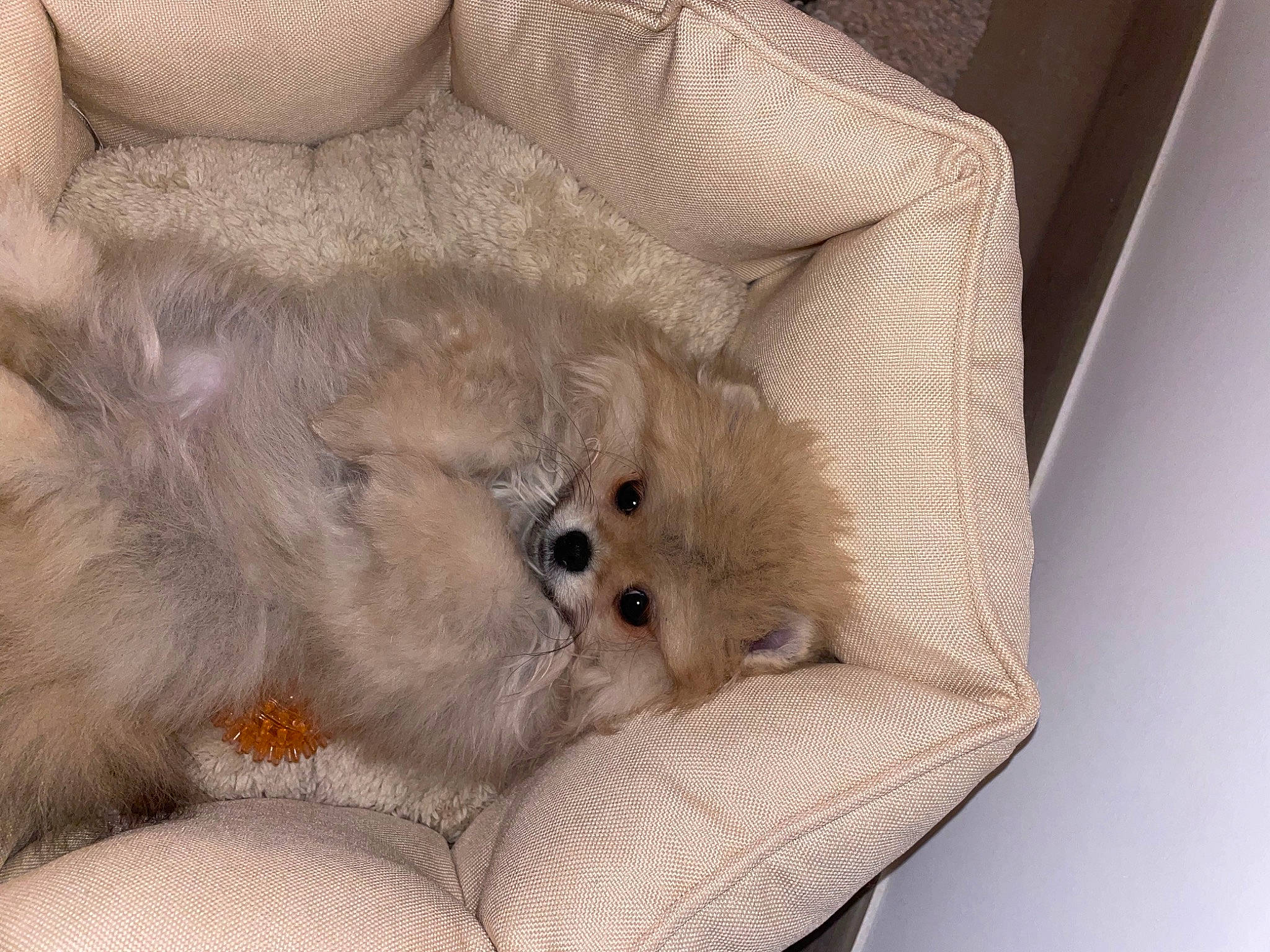 Fendi participe au concours pour gagner de l'argent avec cette photo : beige, carnivore, cat, comfort, companion_dog, felidae, fur, grey, pattern, paw, small_to_medium_sized_cats, whiskers