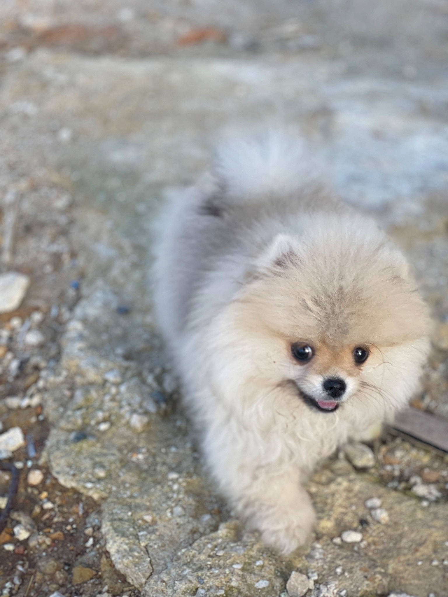Fendi participe au concours pour gagner de l'argent avec cette photo : ancient_dog_breeds, canidae, carnivore, companion_dog, dog, dog_breed, fawn, fur, german_spitz, german_spitz_klein, german_spitz_mittel, non_sporting_group, puppy, snout, spitz, sporting_group, terrestrial_animal, toy_dog, whiskers, wildlife