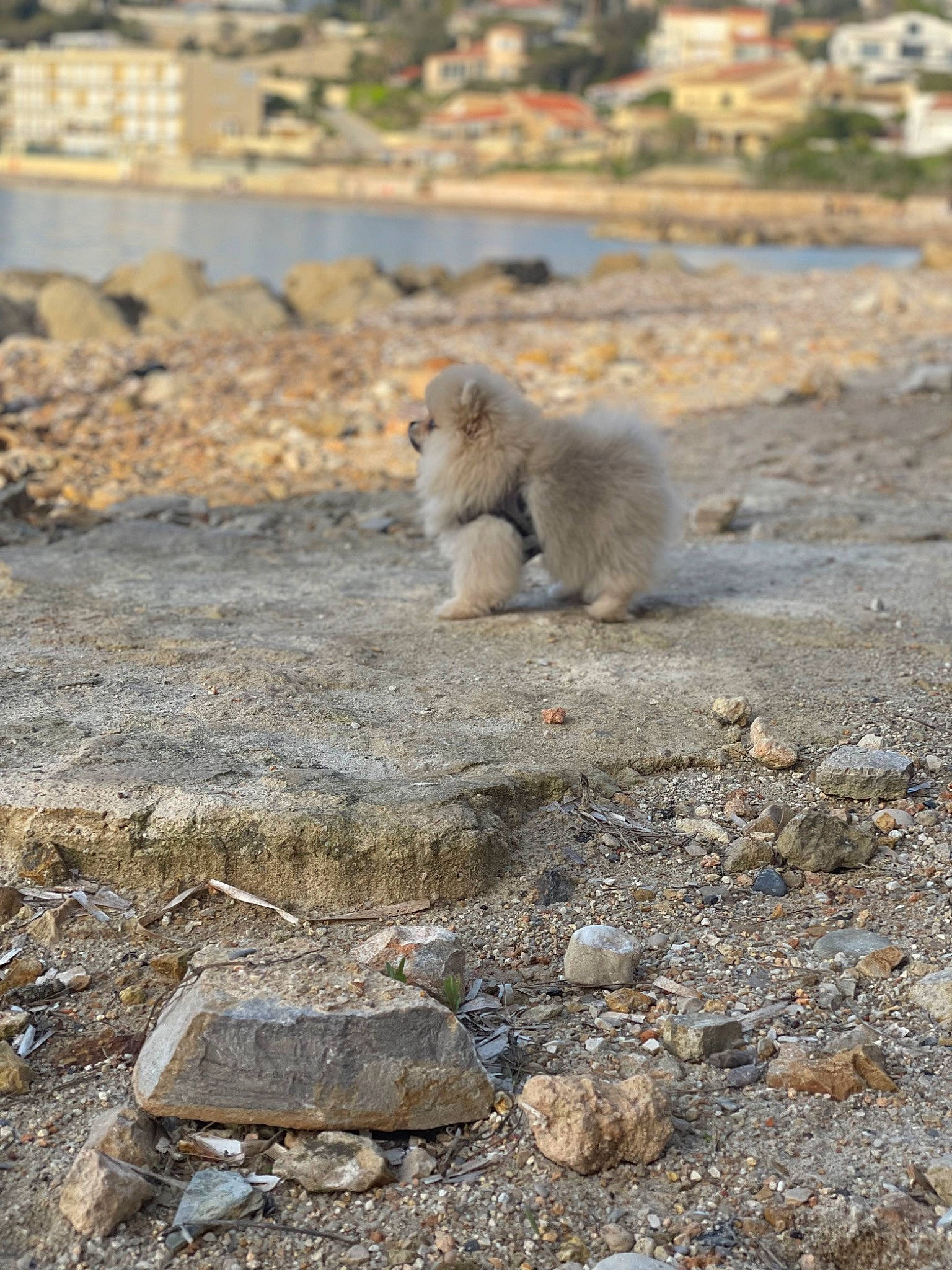 Fendi a rejoint le concours — aidez-le/la à gagner de superbes lots ! asphalt, canidae, fawn, fur, lake, prairie_dog, rock, rodent, sand, soil, squirrel, tail, terrestrial_animal, tundra, water, wildlife
