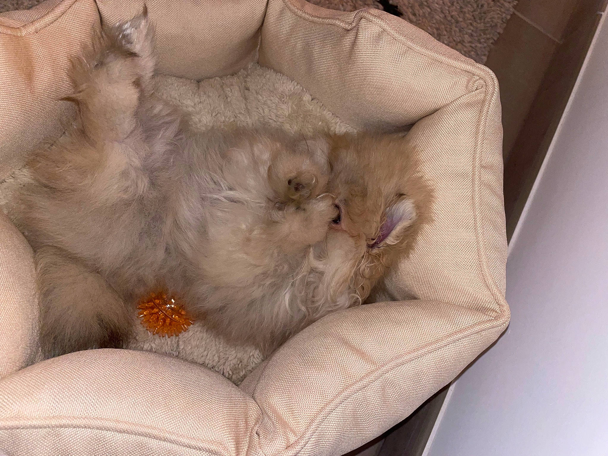 Fendi participe au concours pour gagner de l'argent avec cette photo : box, carnivore, cat, cat_bed, cat_supply, comfort, domestic_short_haired_cat, fawn, felidae, fur, paw, small_to_medium_sized_cats, whiskers