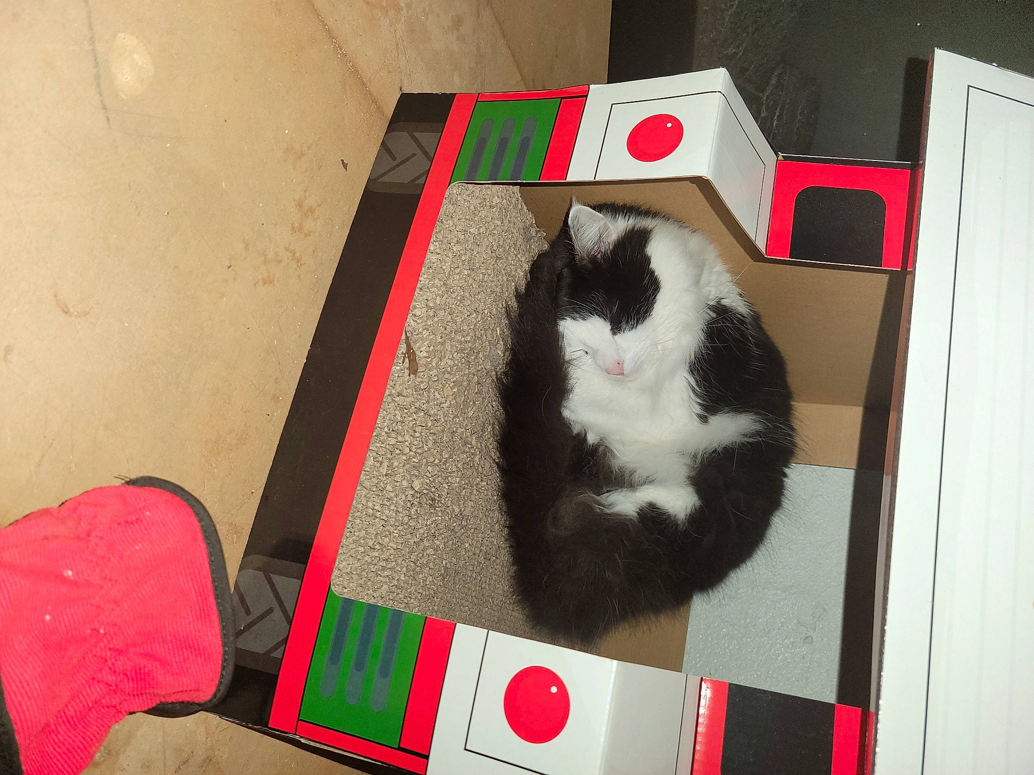 Kitty joined the competition — help win amazing prizes! carmine, carnivore, cat, cat_supply, domestic_short_haired_cat, felidae, flooring, fur, hardwood, pattern, pet_supply, rectangle, room, small_to_medium_sized_cats, tail, vertebrate, whiskers