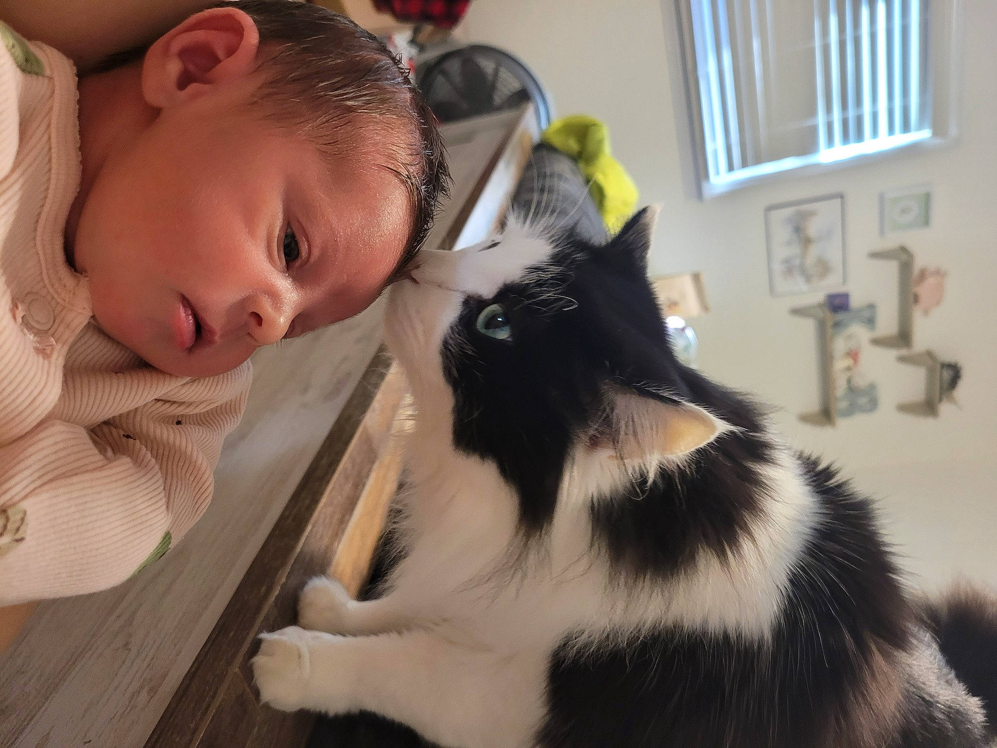 Kitty is registered to the contest to win money with this photo: carnivore, cat, child, comfort, companion_dog, domestic_short_haired_cat, ear, eyelash, felidae, formal_wear, fur, happy, picture_frame, room, sitting, small_to_medium_sized_cats, tail, toddler, whiskers, window