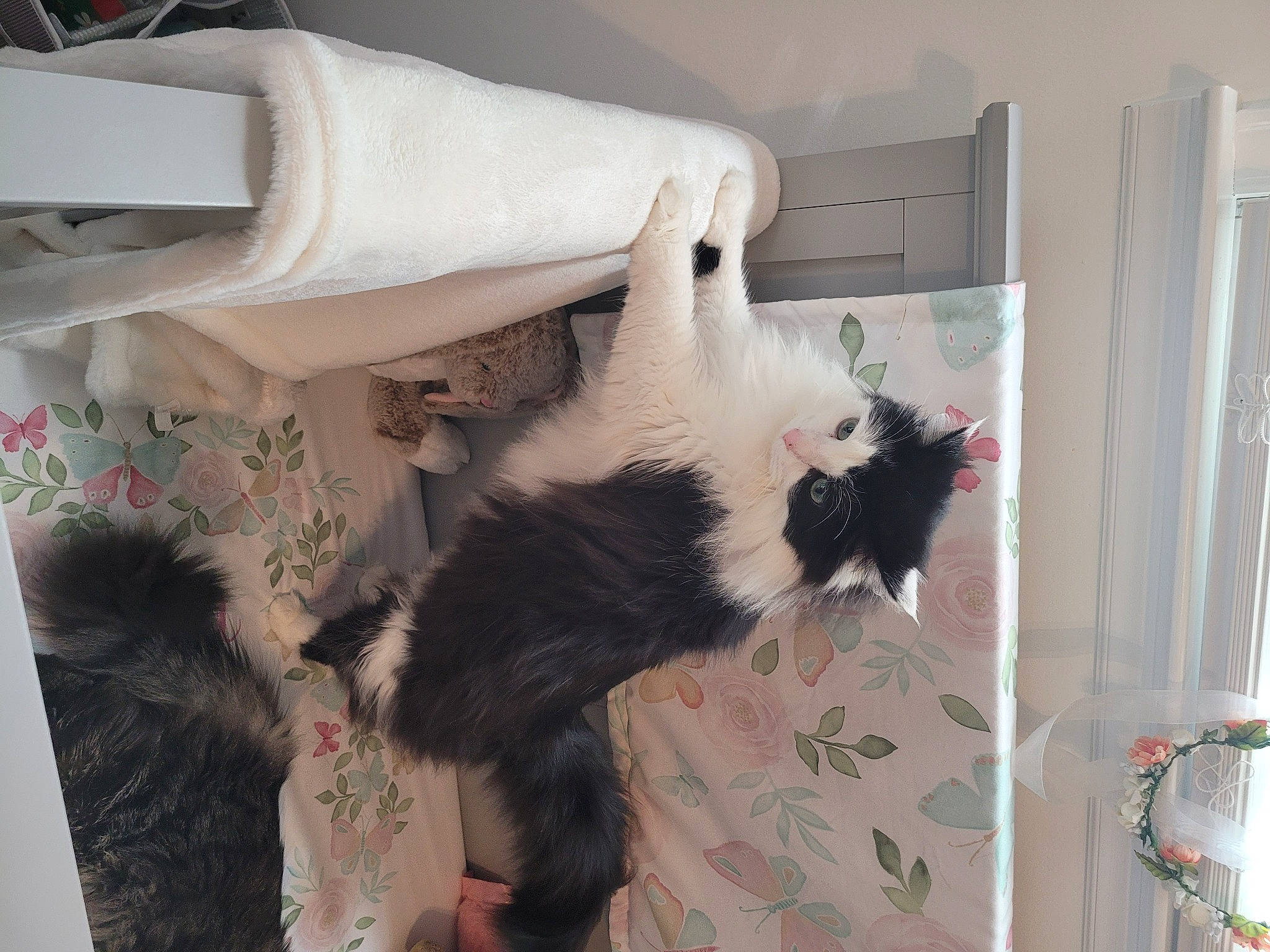 Kitty joined the competition — help win amazing prizes! carnivore, cat, claw, comfort, fashion_design, felidae, fur, room, sleeve, small_to_medium_sized_cats, tail, visual_arts, whiskers