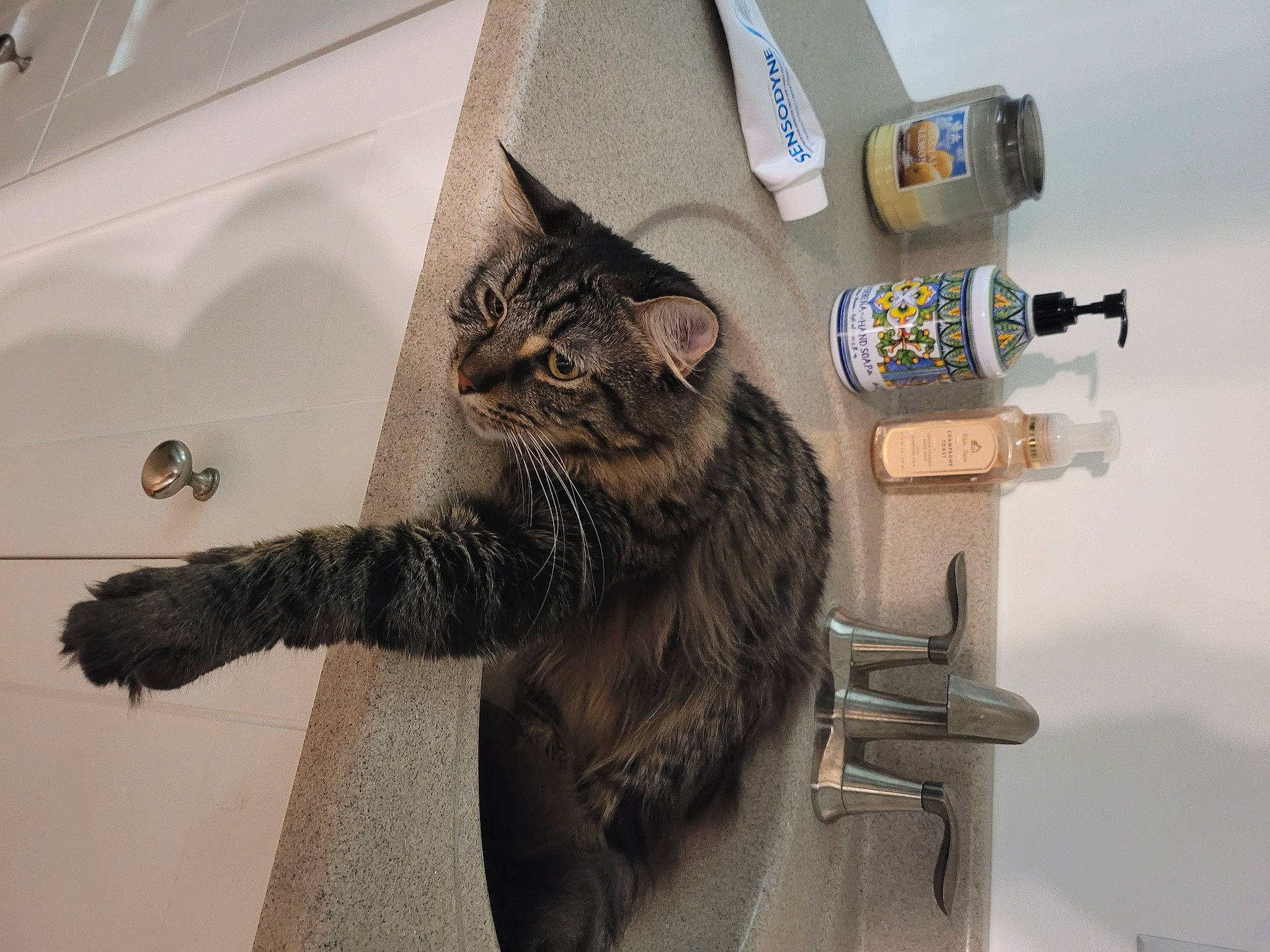 Hershey is registered to the contest to win money with this photo: carnivore, cat, claw, domestic_short_haired_cat, felidae, fur, grey, room, small_to_medium_sized_cats, snout, tail, terrestrial_animal, whiskers