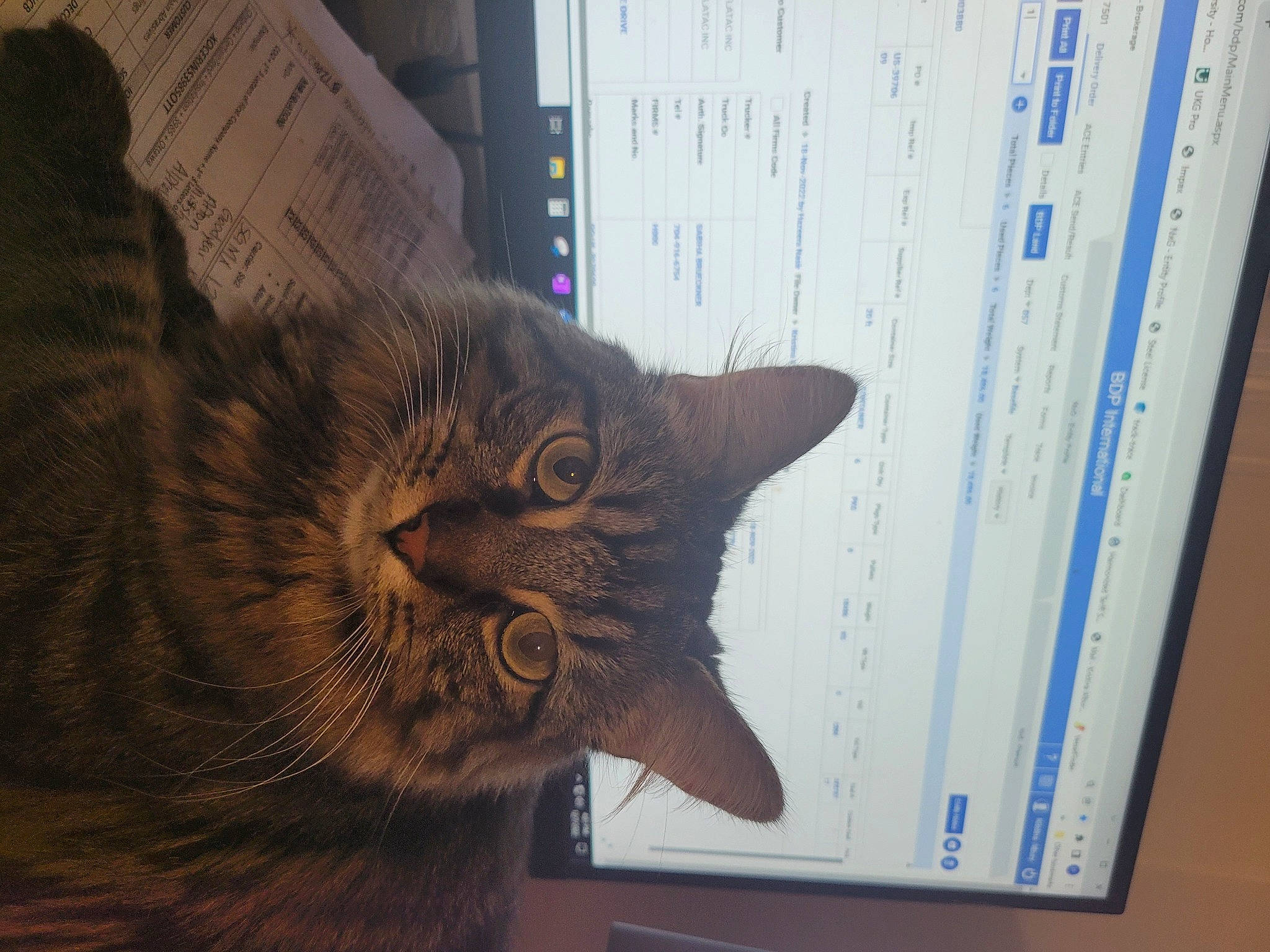 Hershey is registered to the contest to win money with this photo: brown, carnivore, cat, comfort, computer, display_device, domestic_short_haired_cat, door, felidae, font, fur, multimedia, personal_computer, small_to_medium_sized_cats, snout, tail, terrestrial_animal, tree, whiskers, wood