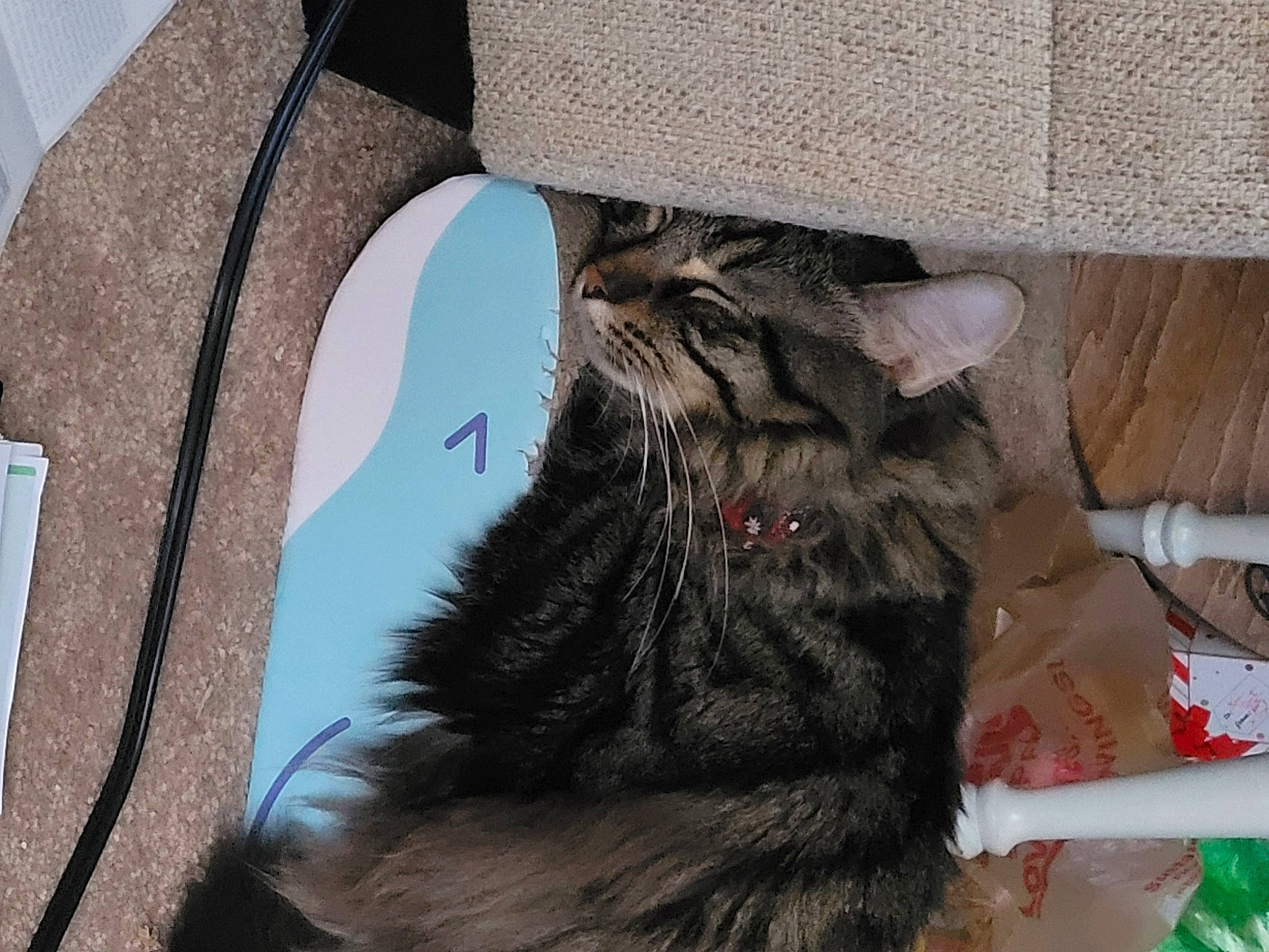 Hershey joined the competition — help win amazing prizes! black_cat, carnivore, cat, claw, domestic_short_haired_cat, felidae, fur, grey, paw, small_to_medium_sized_cats, snout, tail, whiskers